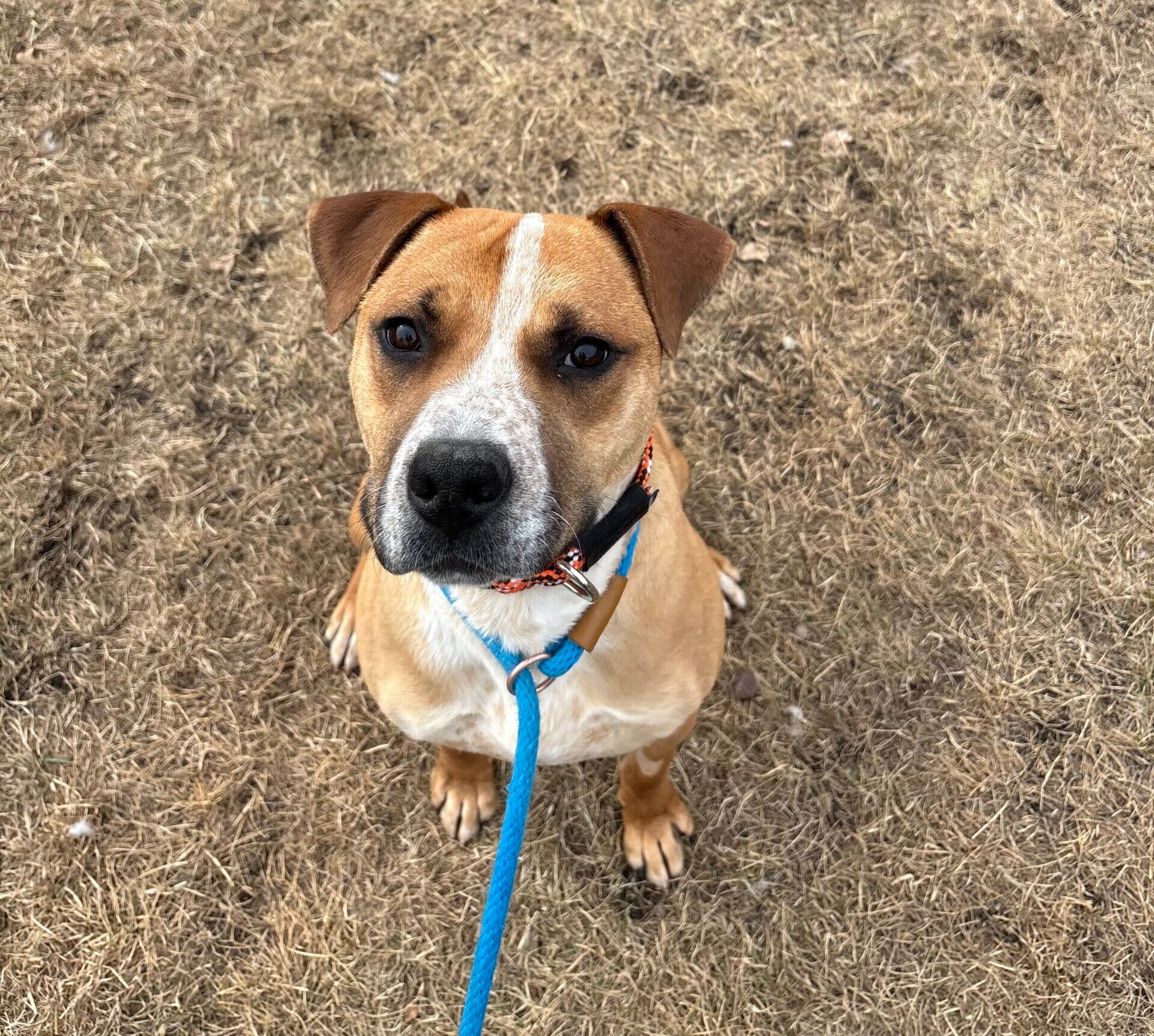Ziggy - Pit Bull Mix available for adoption in Calgary