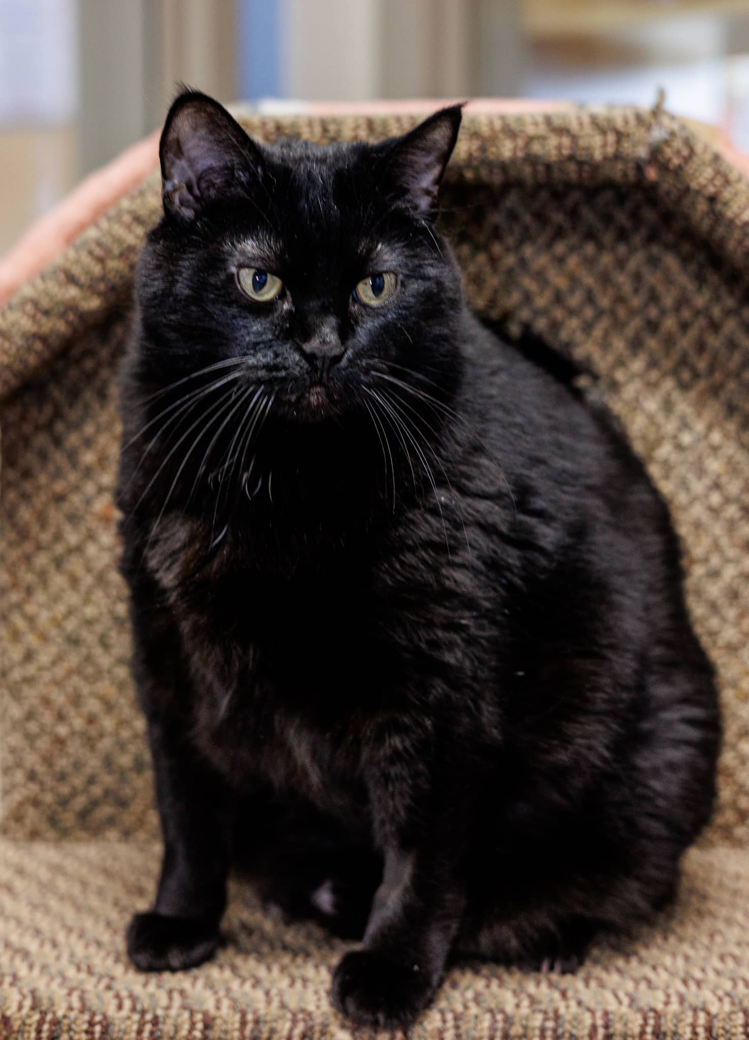 Jenny - Domestic Short Hair available for adoption