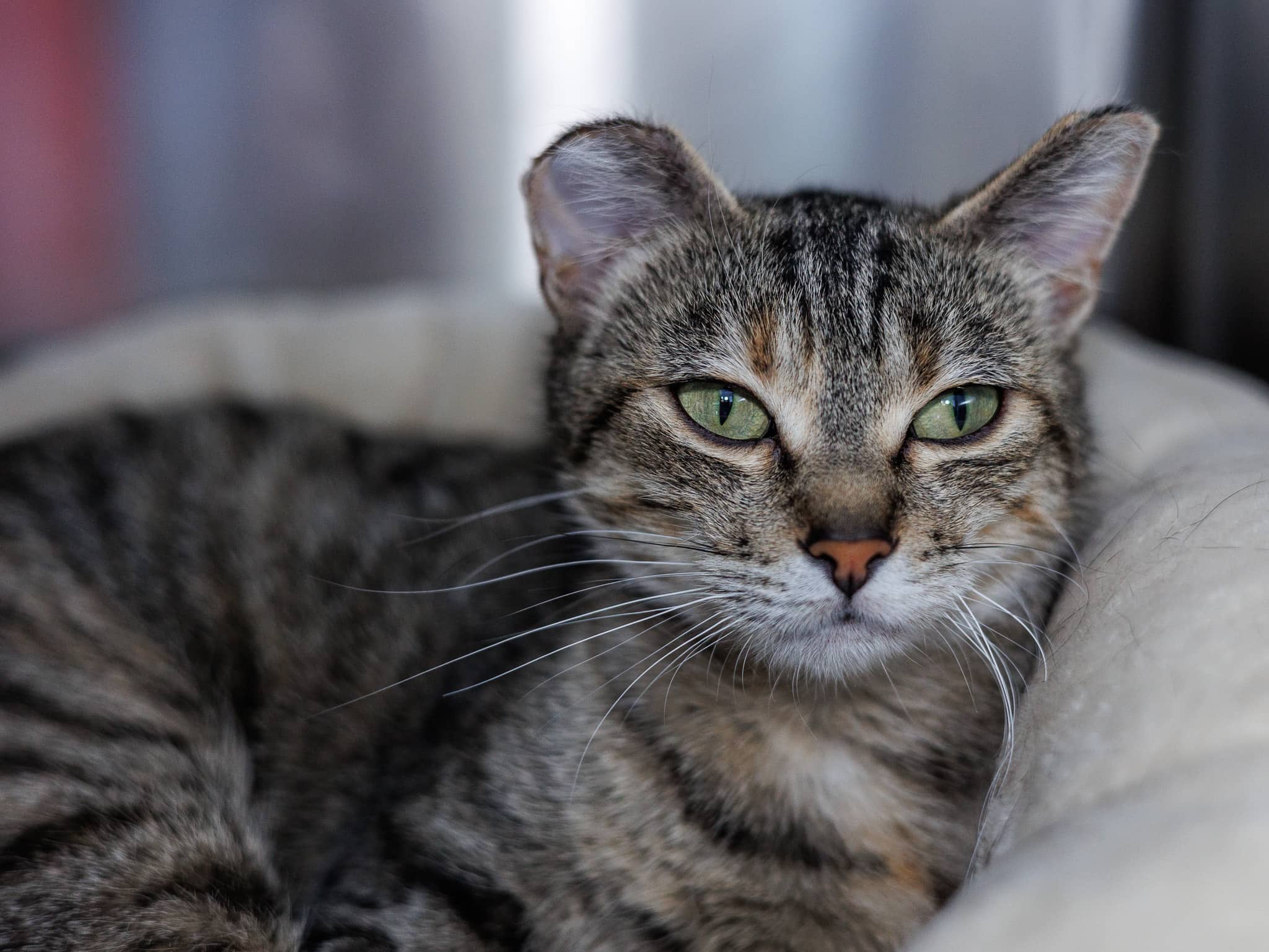 Olive - Domestic Short Hair available for adoption