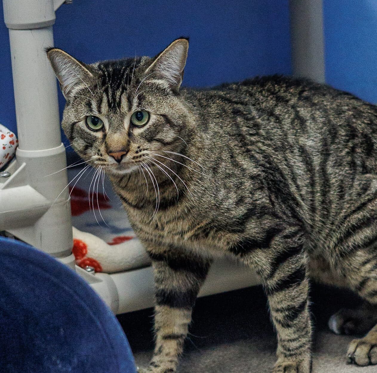Panda - Domestic Short Hair cat available for adoption in Calgary