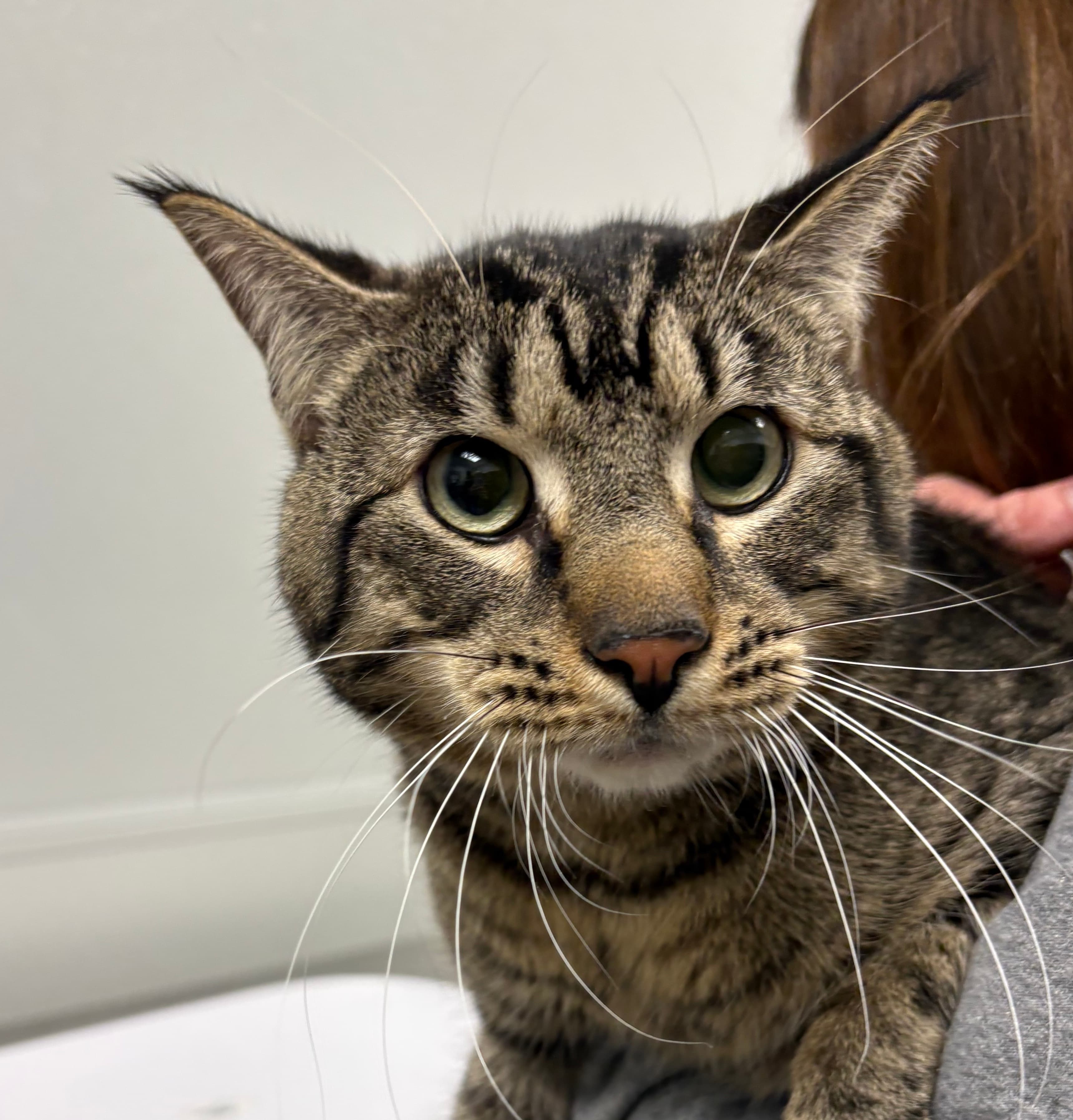 Poe - Domestic Short Hair cat available for adoption at Central Alberta Humane Society in Calgary