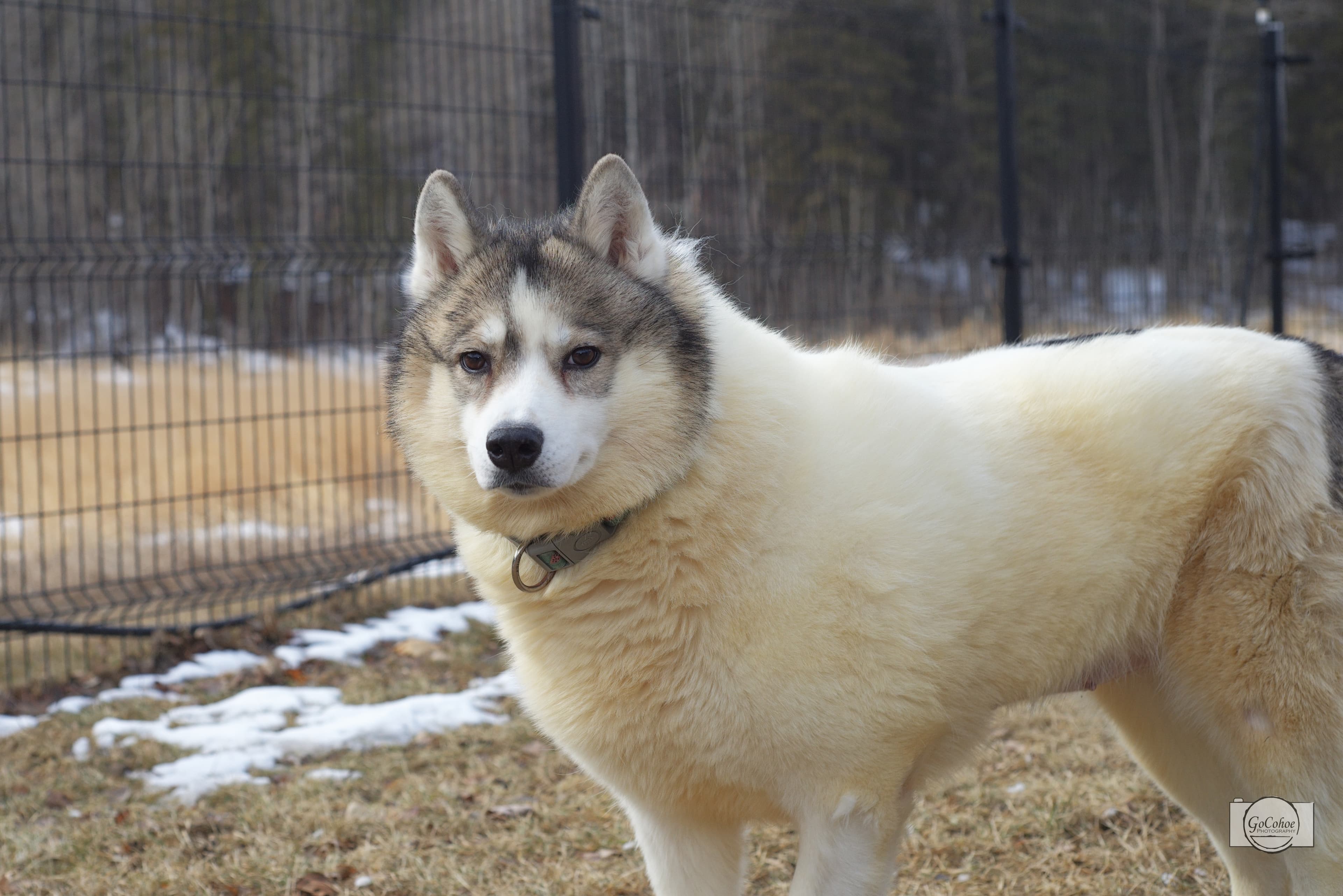 Freya - Husky Mix available for adoption in Calgary