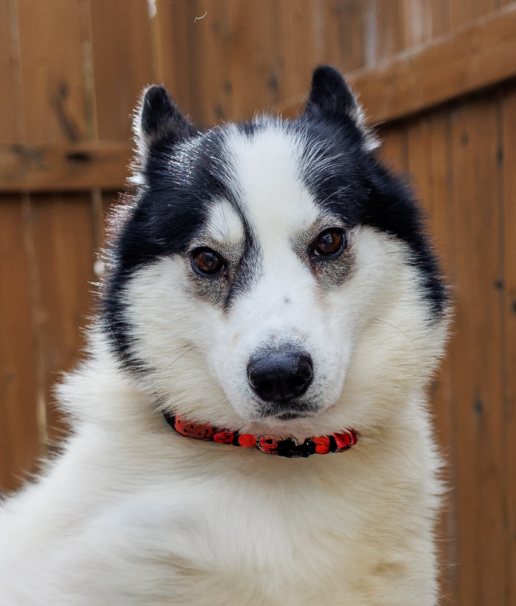 Sierra - Husky X available for adoption in Calgary