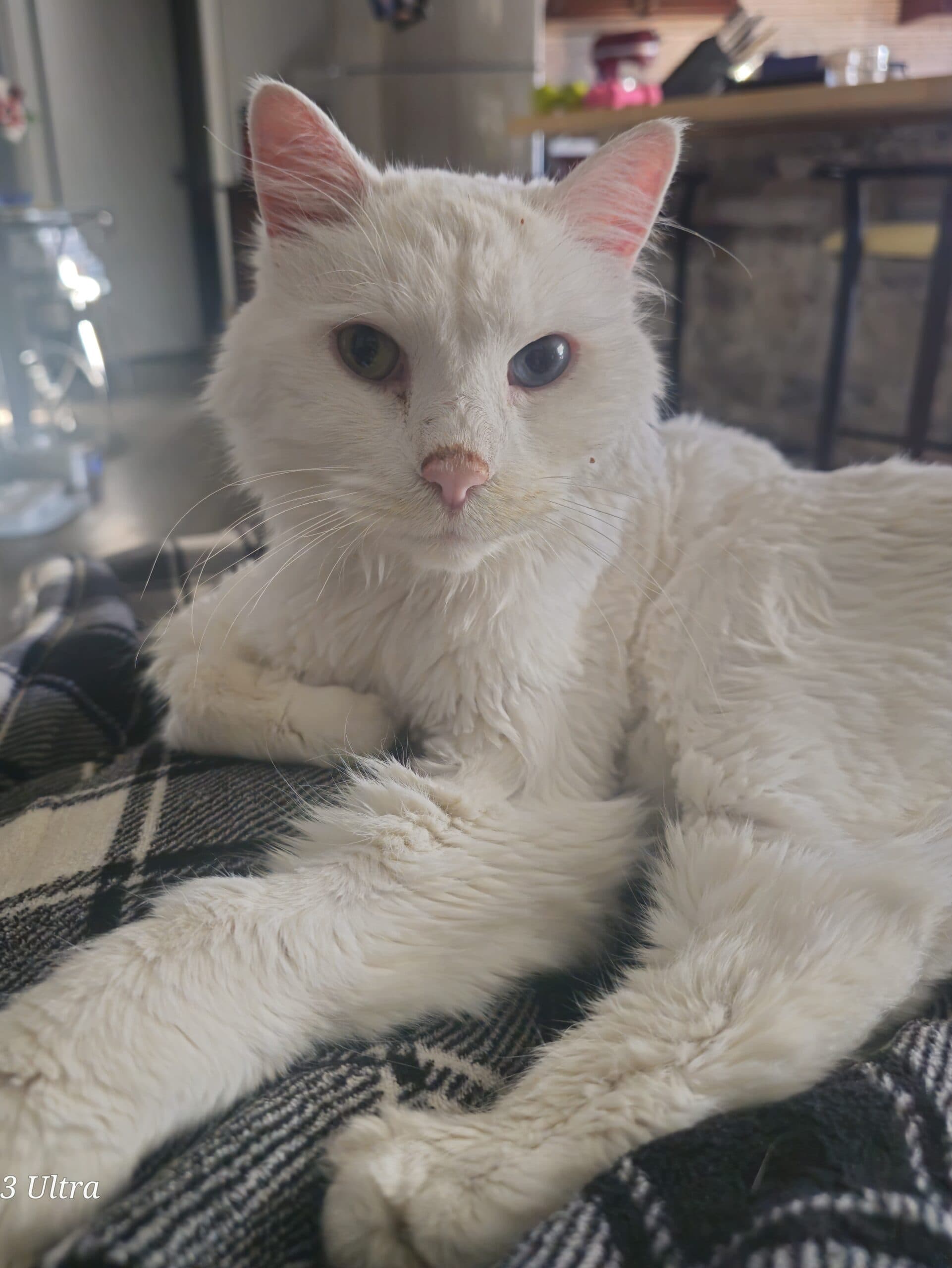 Jasper - Domestic Long Hair cat available for adoption at Central Alberta Humane Society in Calgary