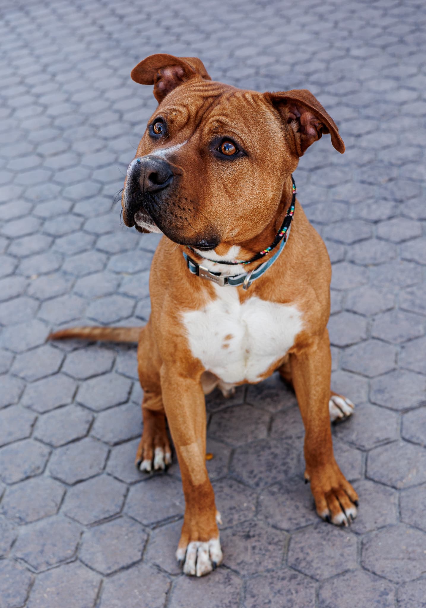 Buddy - Pit Bull available for adoption in Calgary