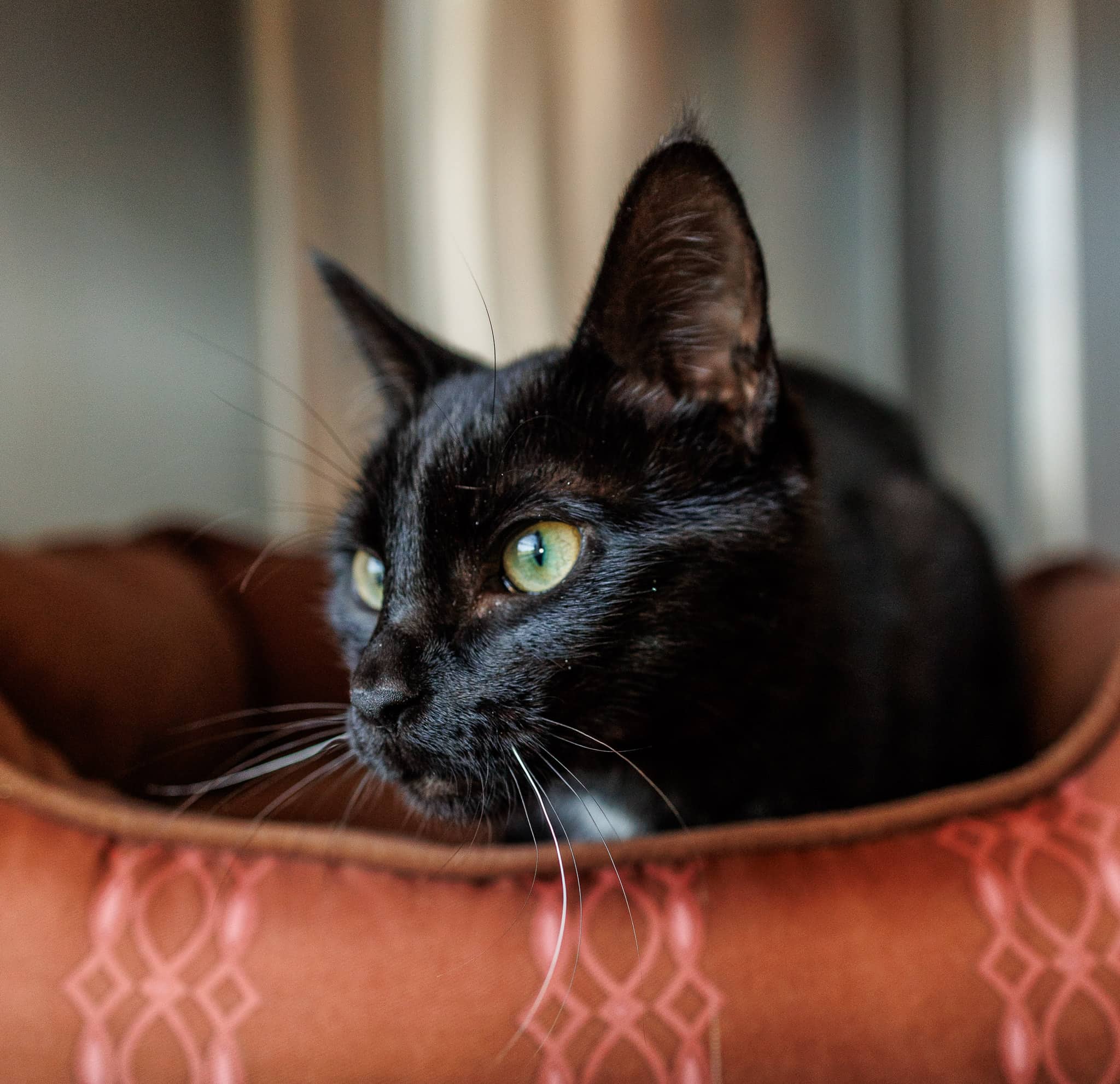 Cosmos - Domestic Short Hair available for adoption