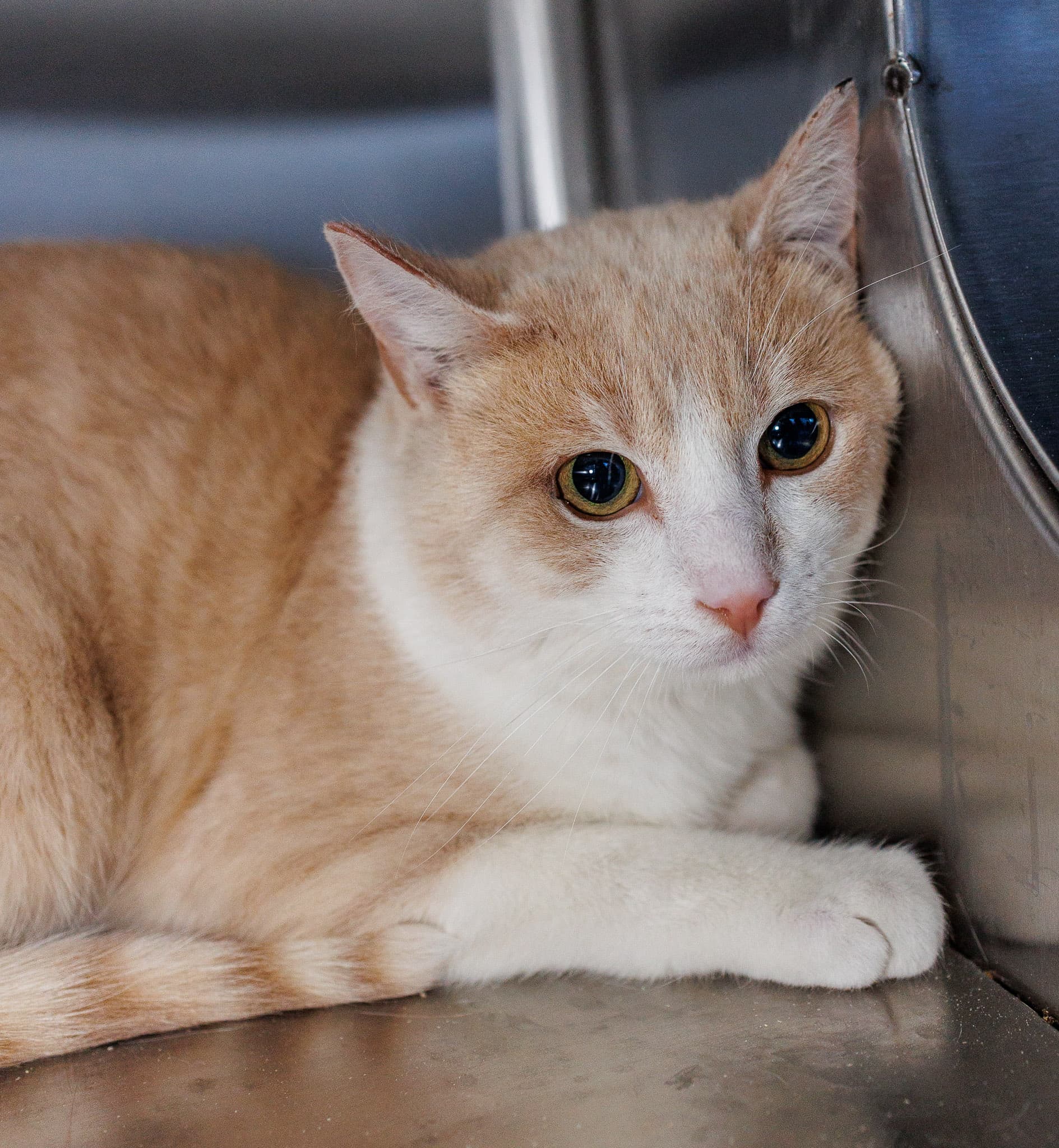 Cricket - Domestic Short Hair cat available for adoption at Central Alberta Humane Society in Calgary