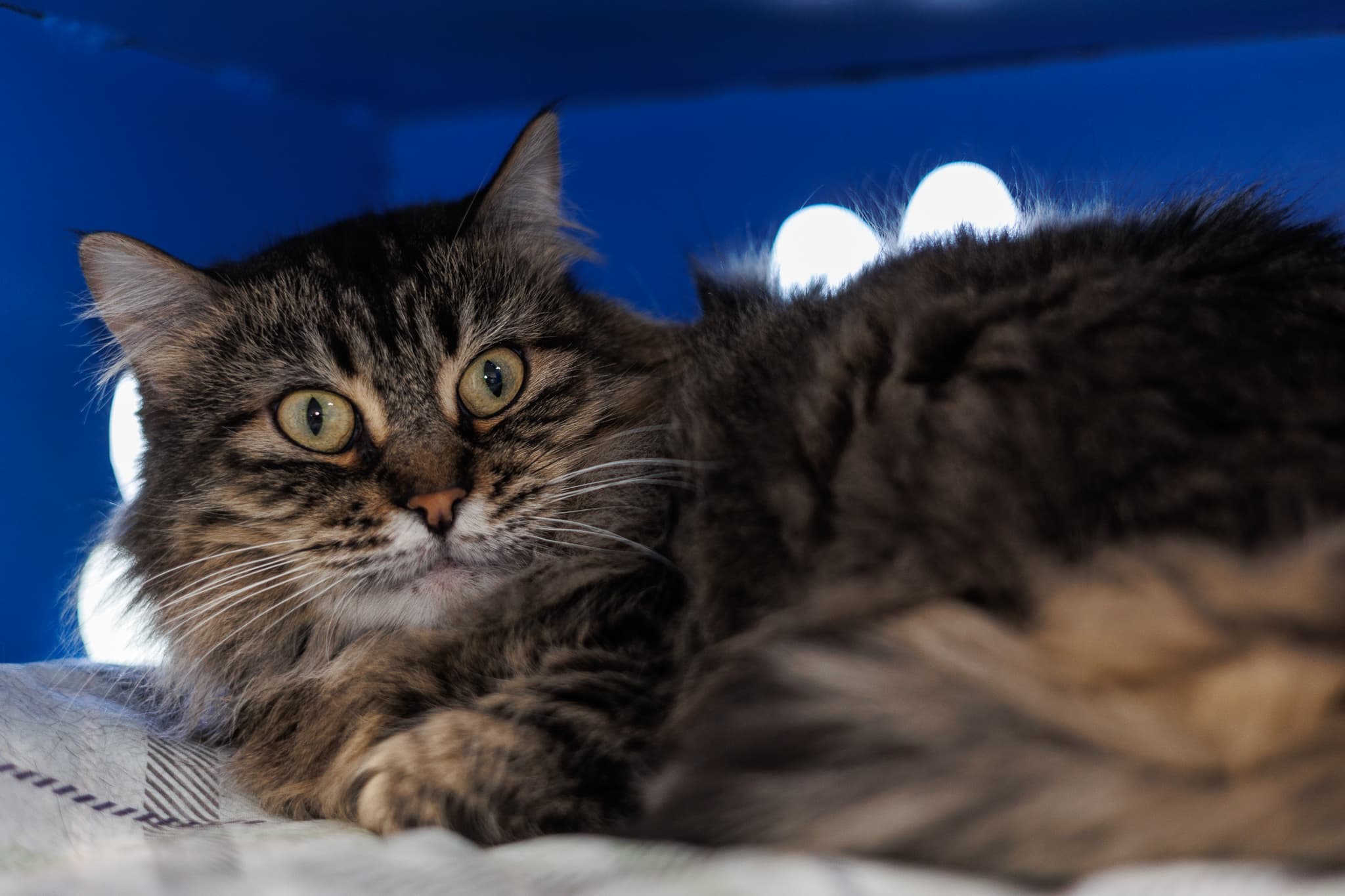 Sally - Domestic Medium Hair cat available for adoption in Calgary