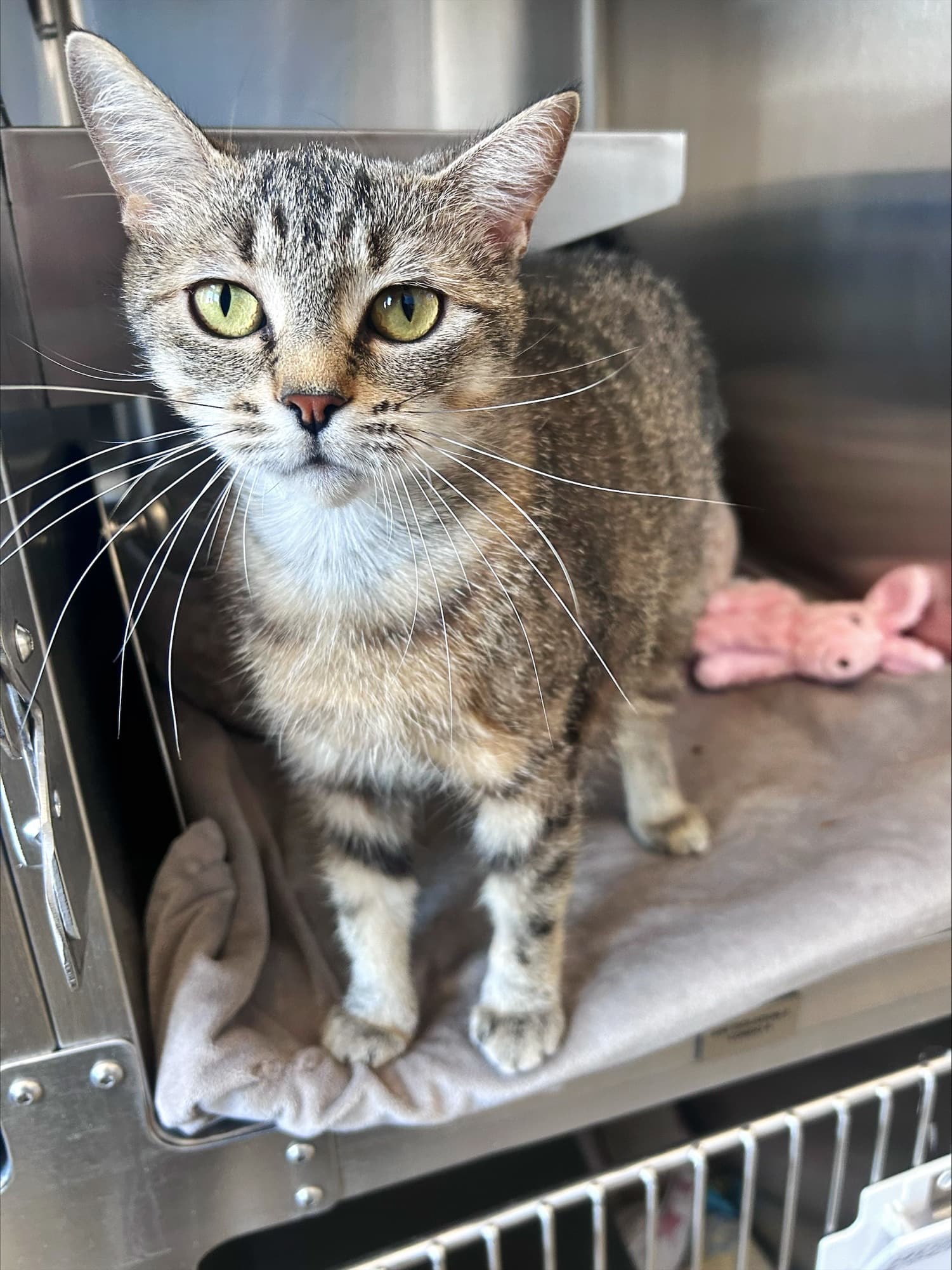 Kasey - Domestic Short Hair cat available for adoption at Central Alberta Humane Society in Calgary