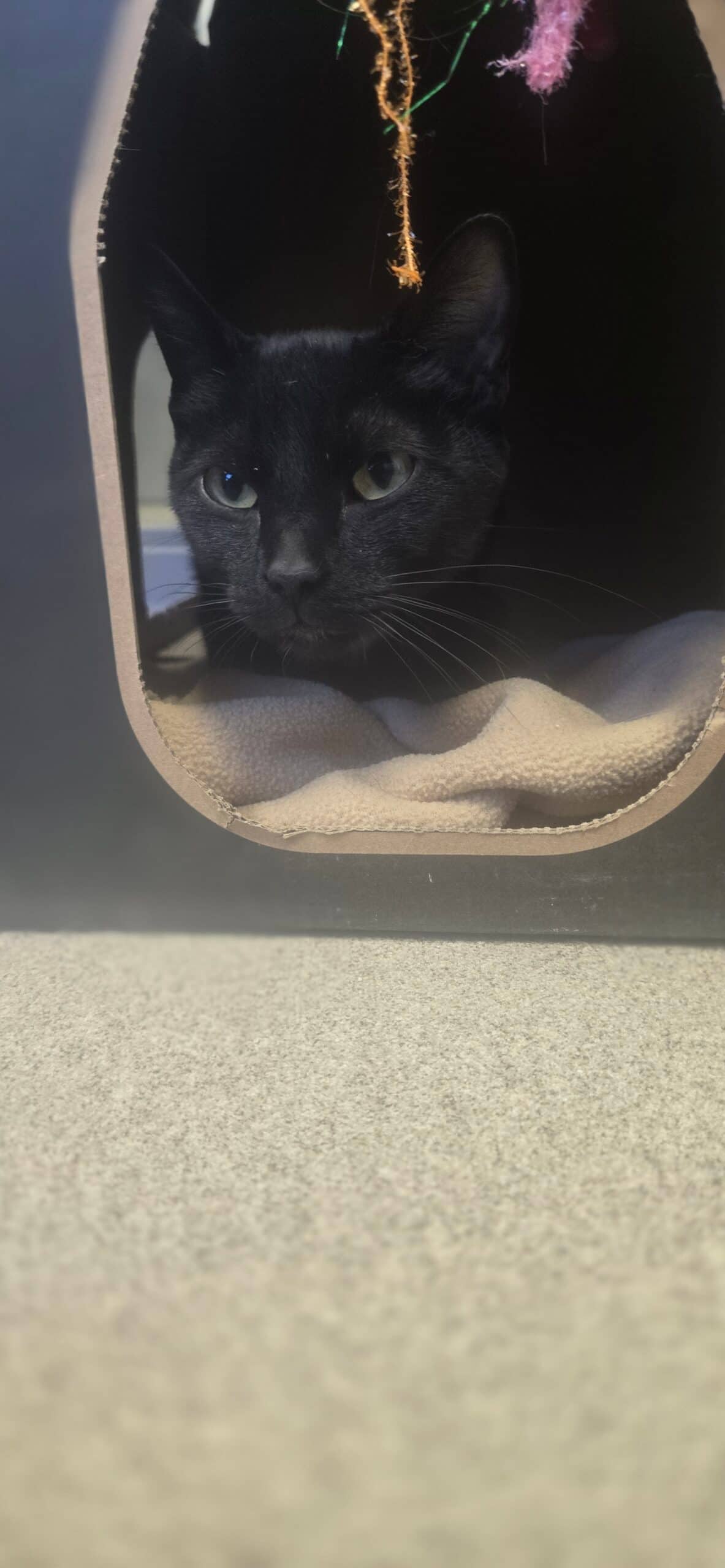 Tulip - Domestic Short Hair cat available for adoption at Central Alberta Humane Society in Calgary