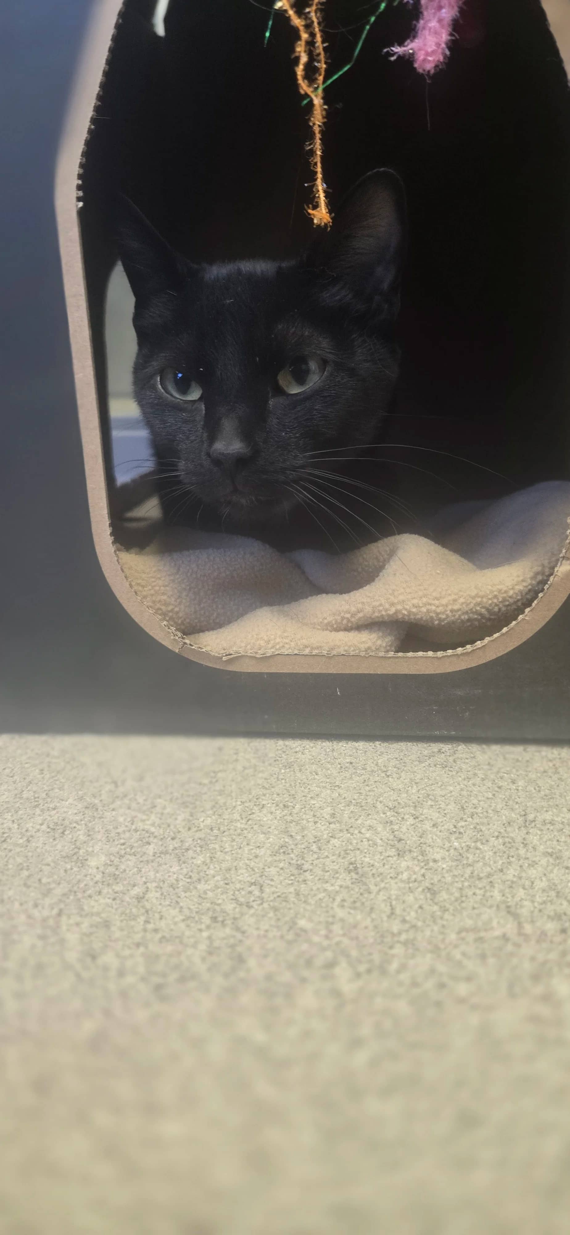 Tulip - Domestic Short Hair available for adoption