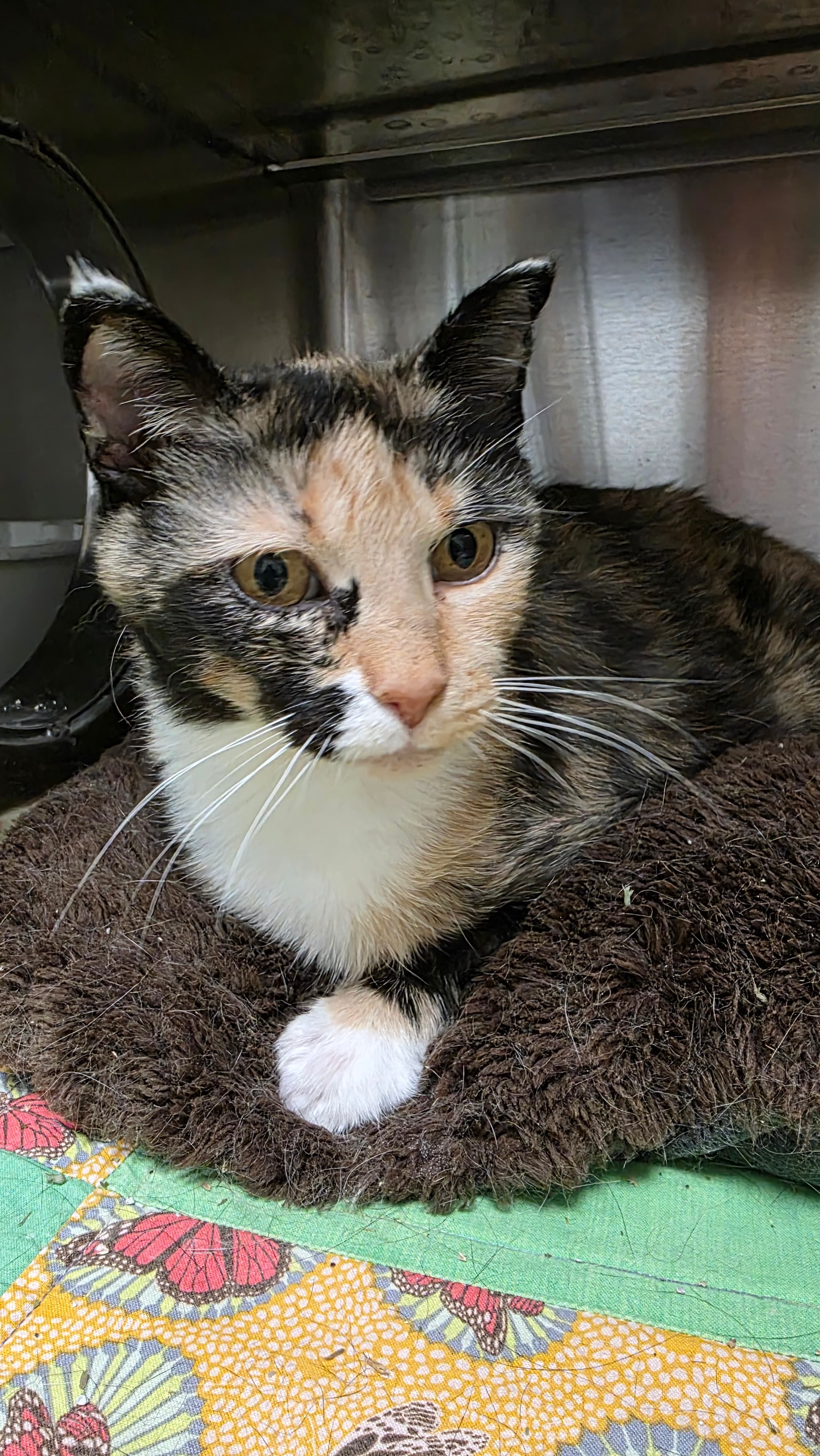 Xena - Domestic Short Hair cat available for adoption at Central Alberta Humane Society in Calgary