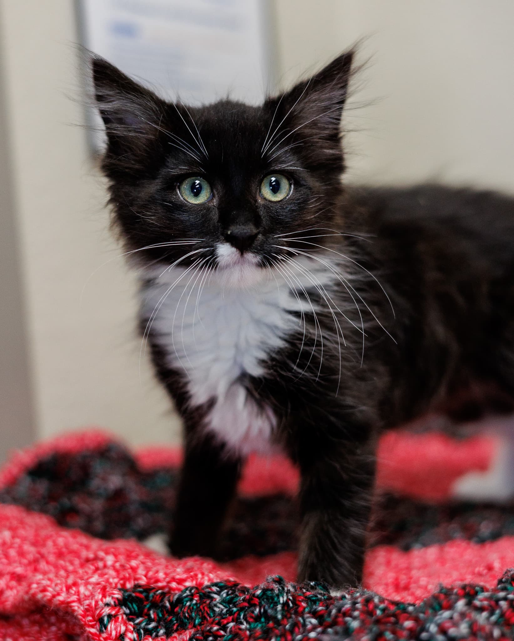 Atom - Domestic Medium Hair cat available for adoption at Central Alberta Humane Society in Calgary