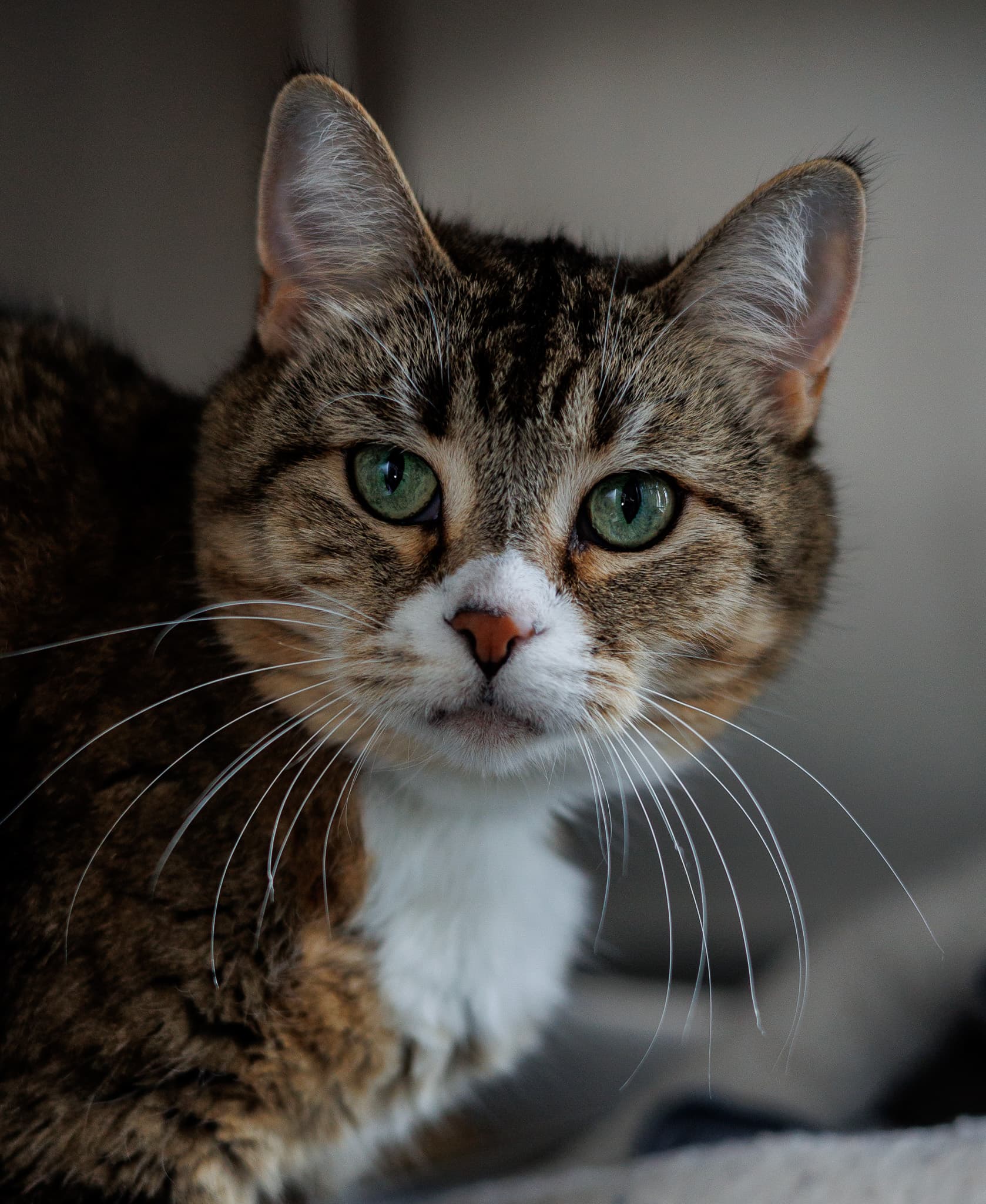 Baby Meow Meow - Domestic Short Hair cat available for adoption at Central Alberta Humane Society in Calgary