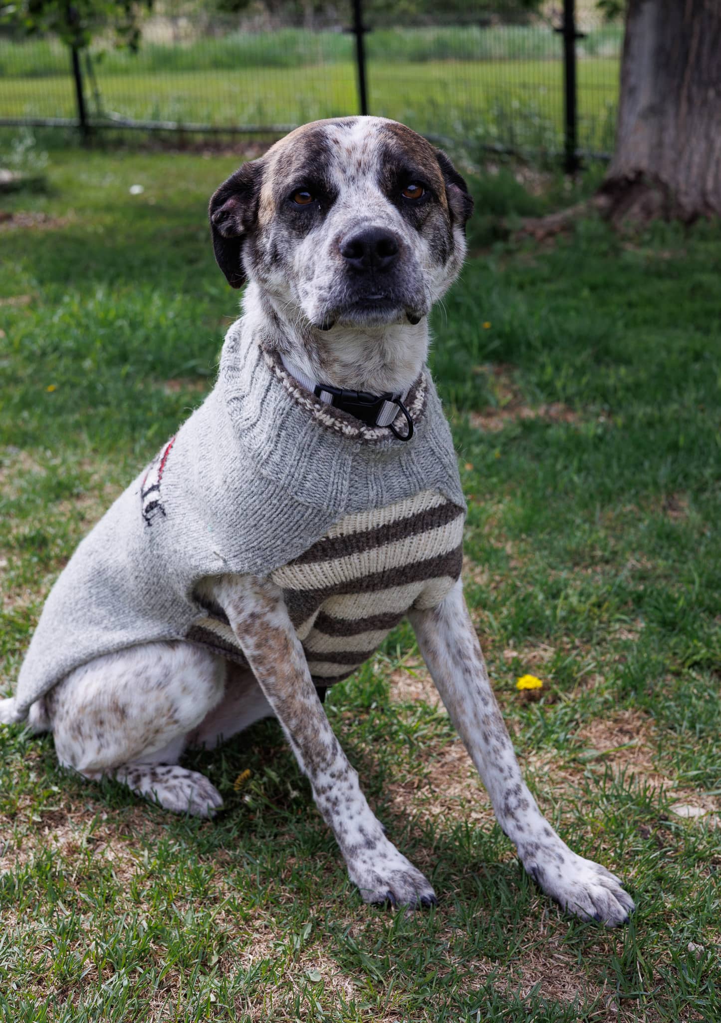 Jersey - Great Pyrenees / Shepherd Mix available for adoption
