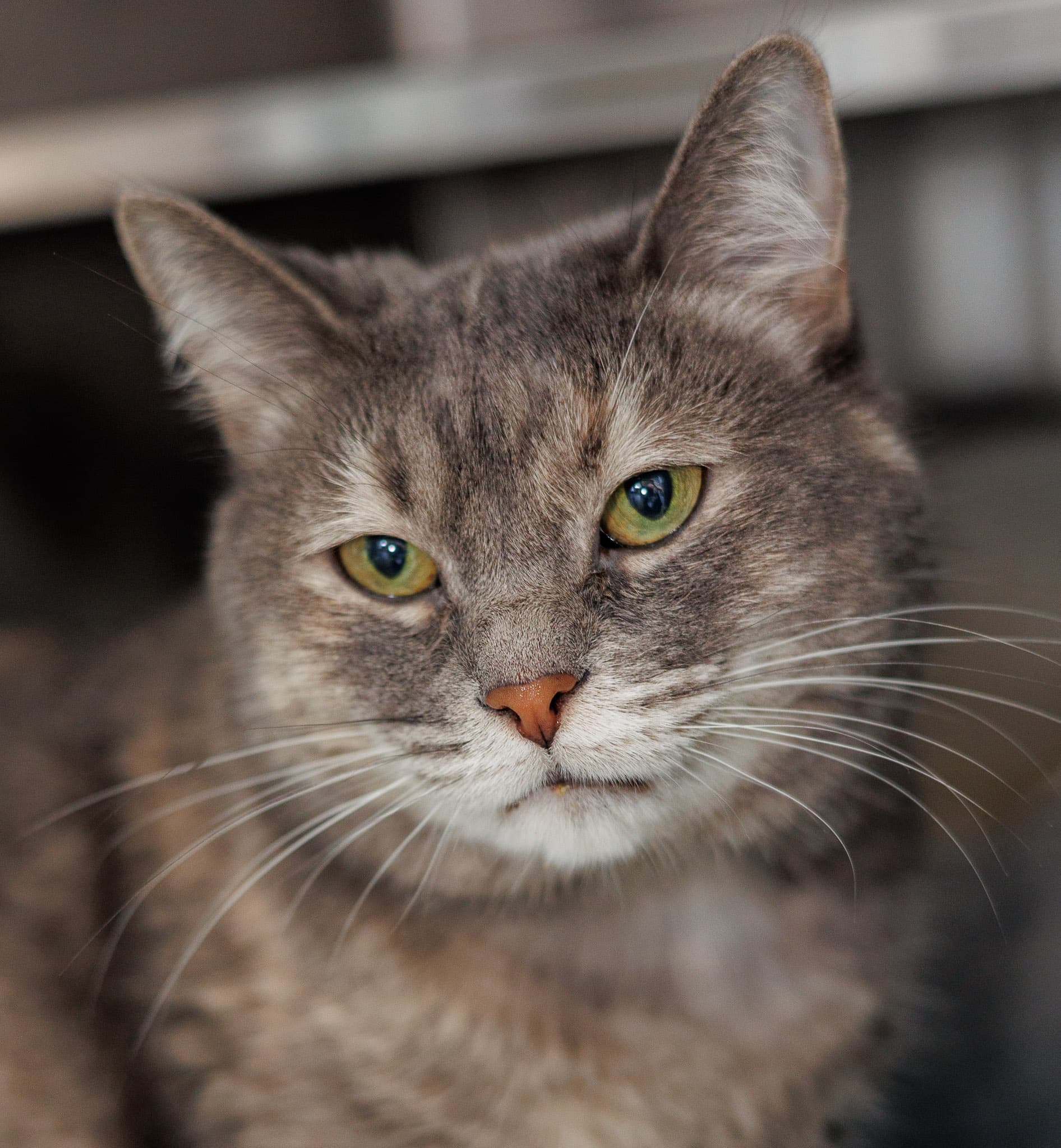 Luna - Domestic Medium Hair cat available for adoption at Central Alberta Humane Society in Calgary