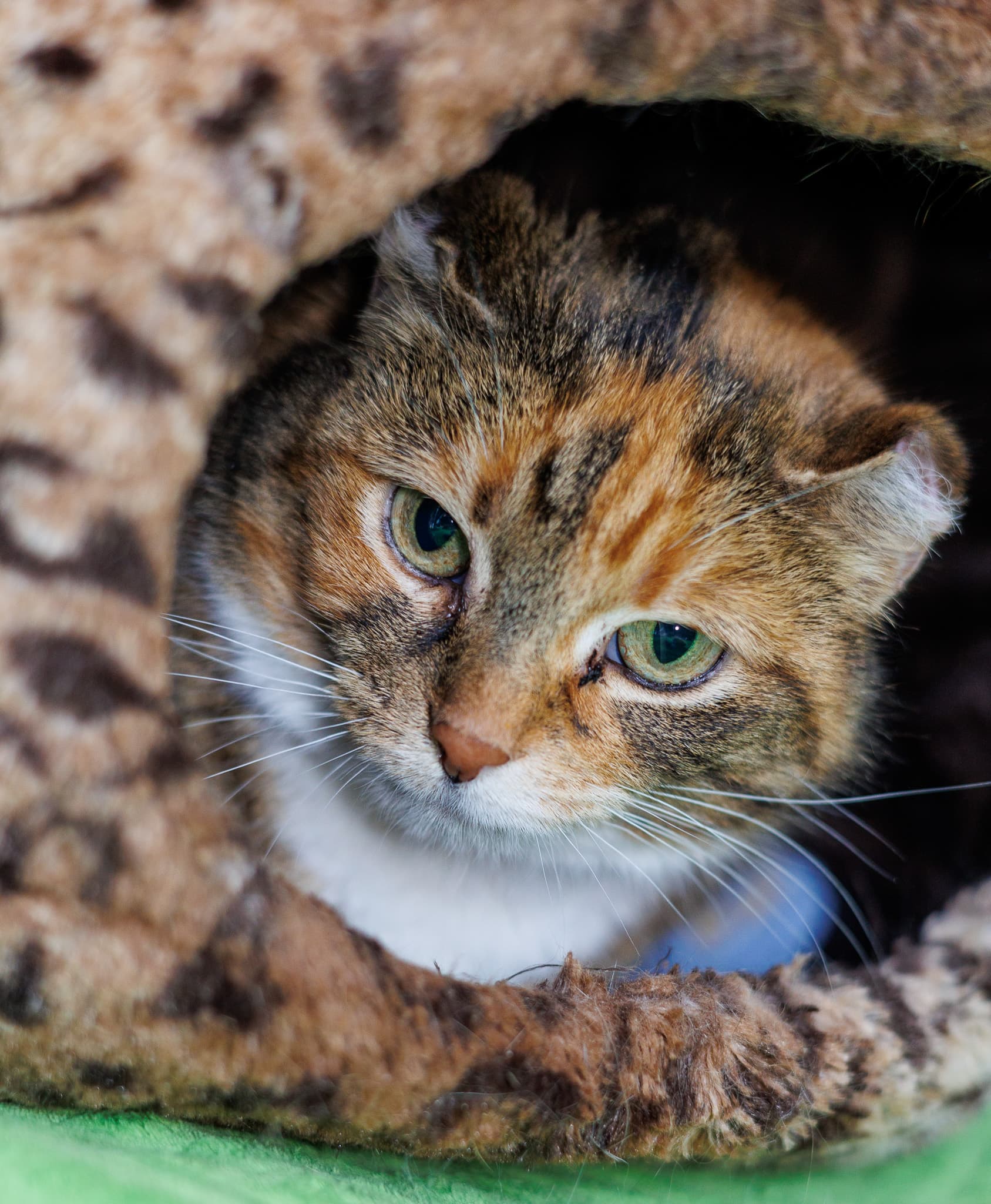 Moon - Domestic Short Hair cat available for adoption at Central Alberta Humane Society in Calgary