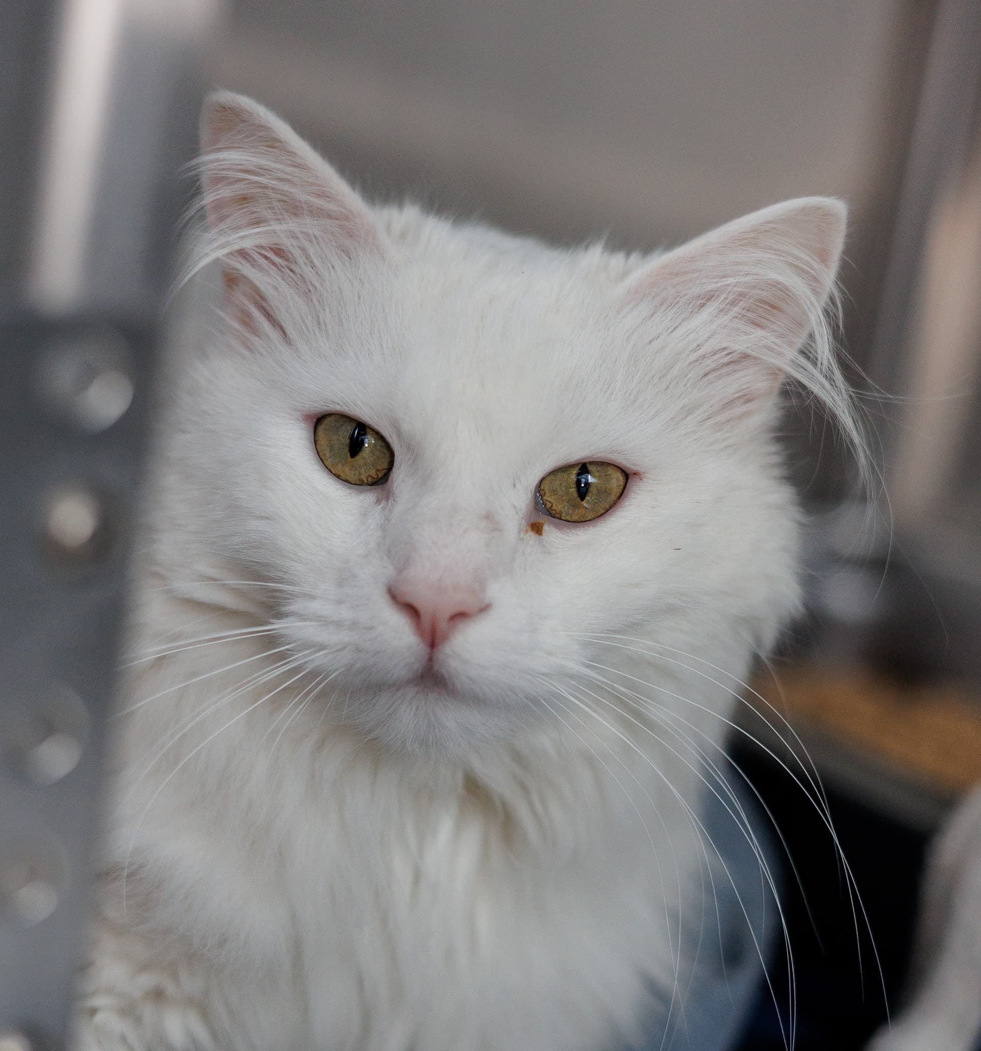 Stetson - Domestic Long Hair cat available for adoption at Central Alberta Humane Society in Calgary