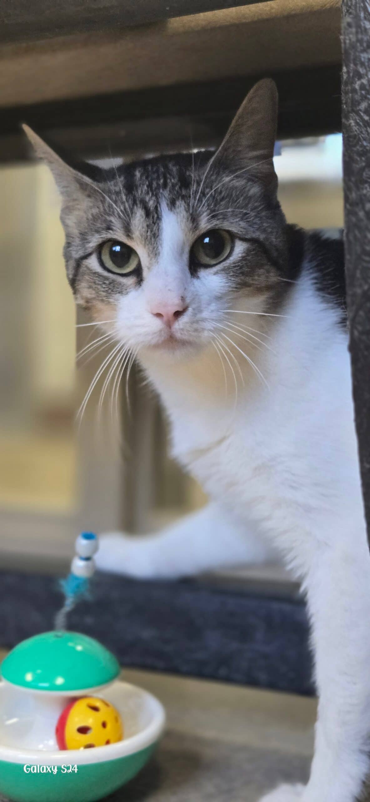 Oleander - Domestic Short Hair available for adoption
