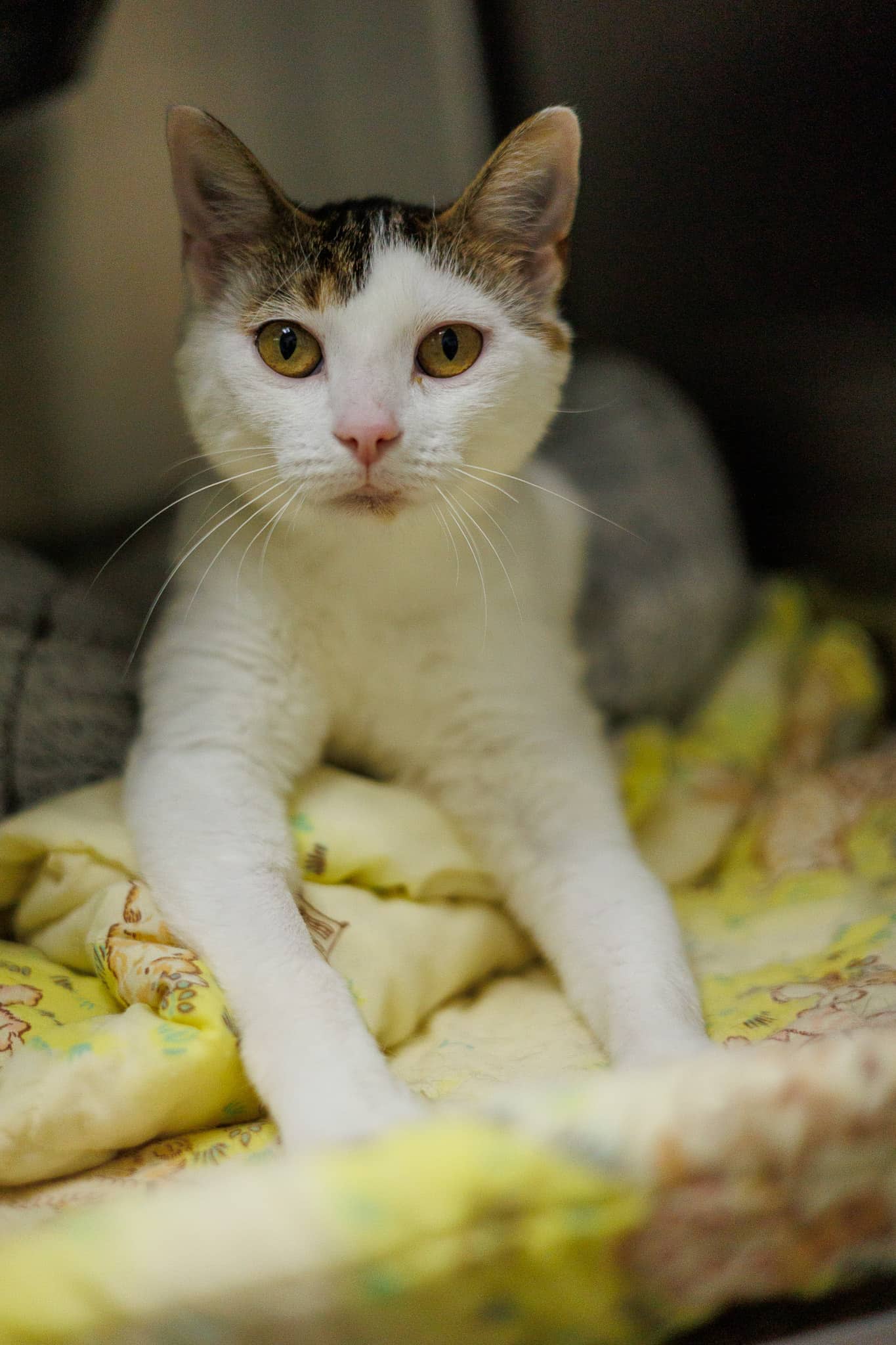 Gretchen - Domestic Short Hair available for adoption