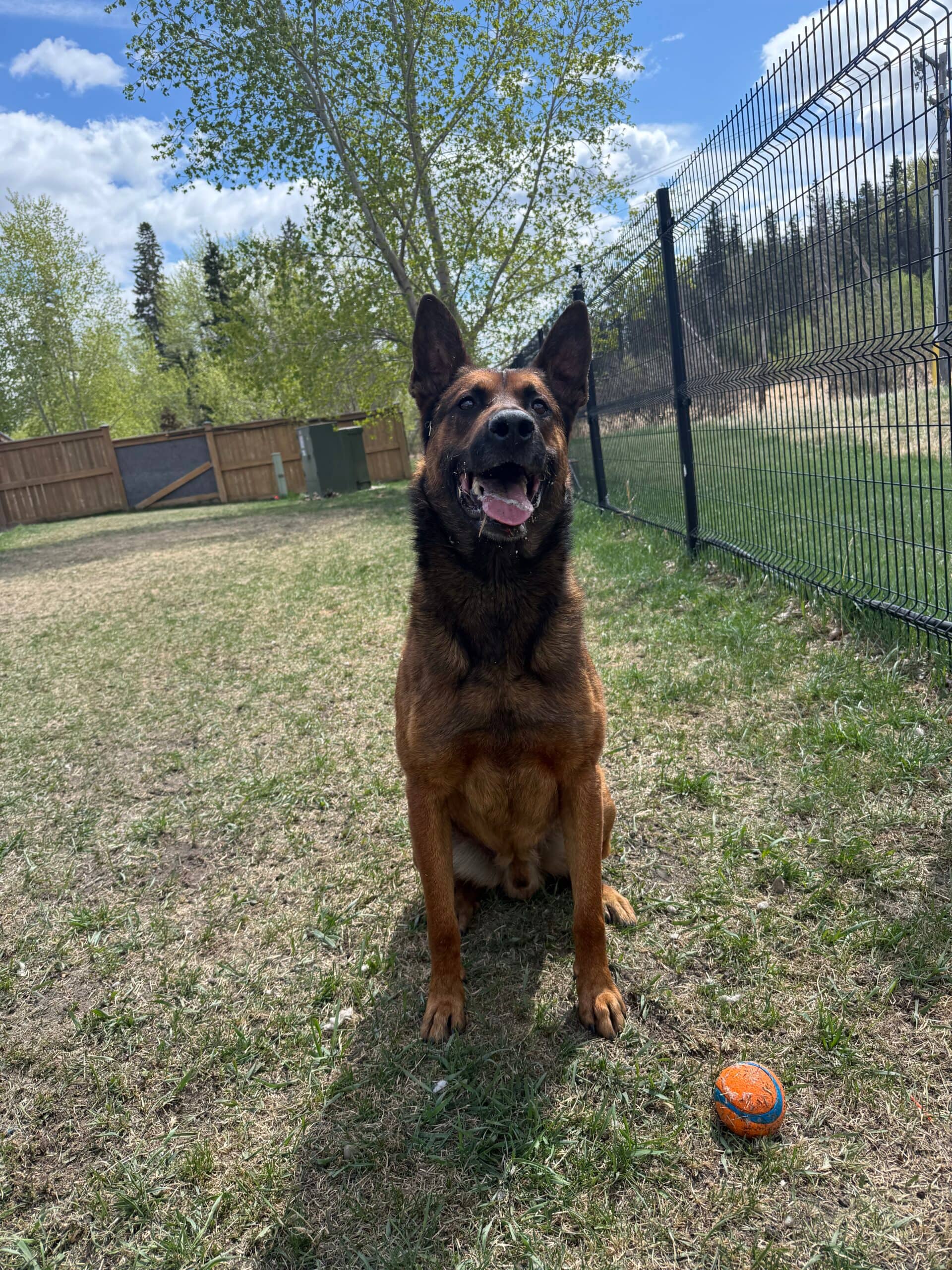 Quinton - German Shephered / Belgian Malinios available for adoption