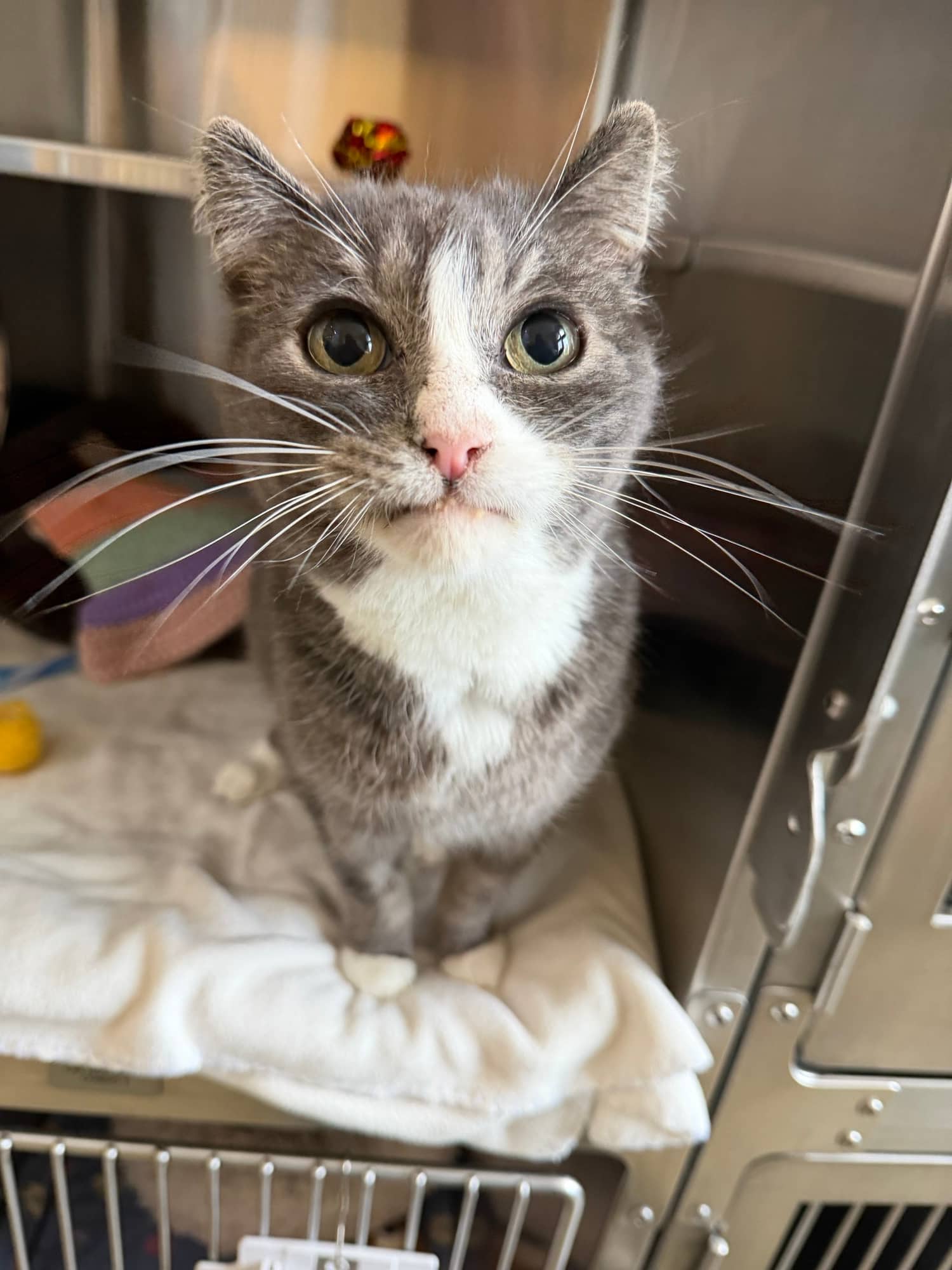 Milo - Domestic Short Hair cat available for adoption at Central Alberta Humane Society in Calgary