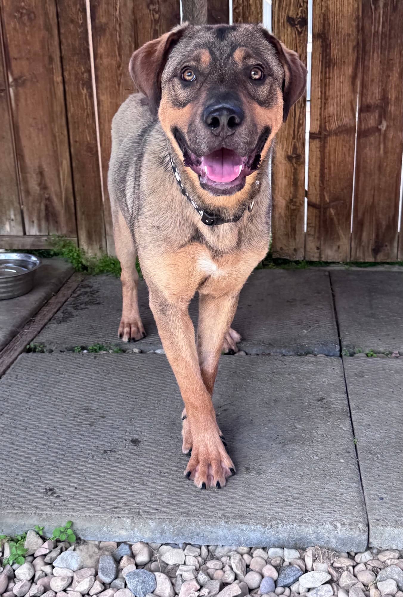 Munro - Shephard X available for adoption