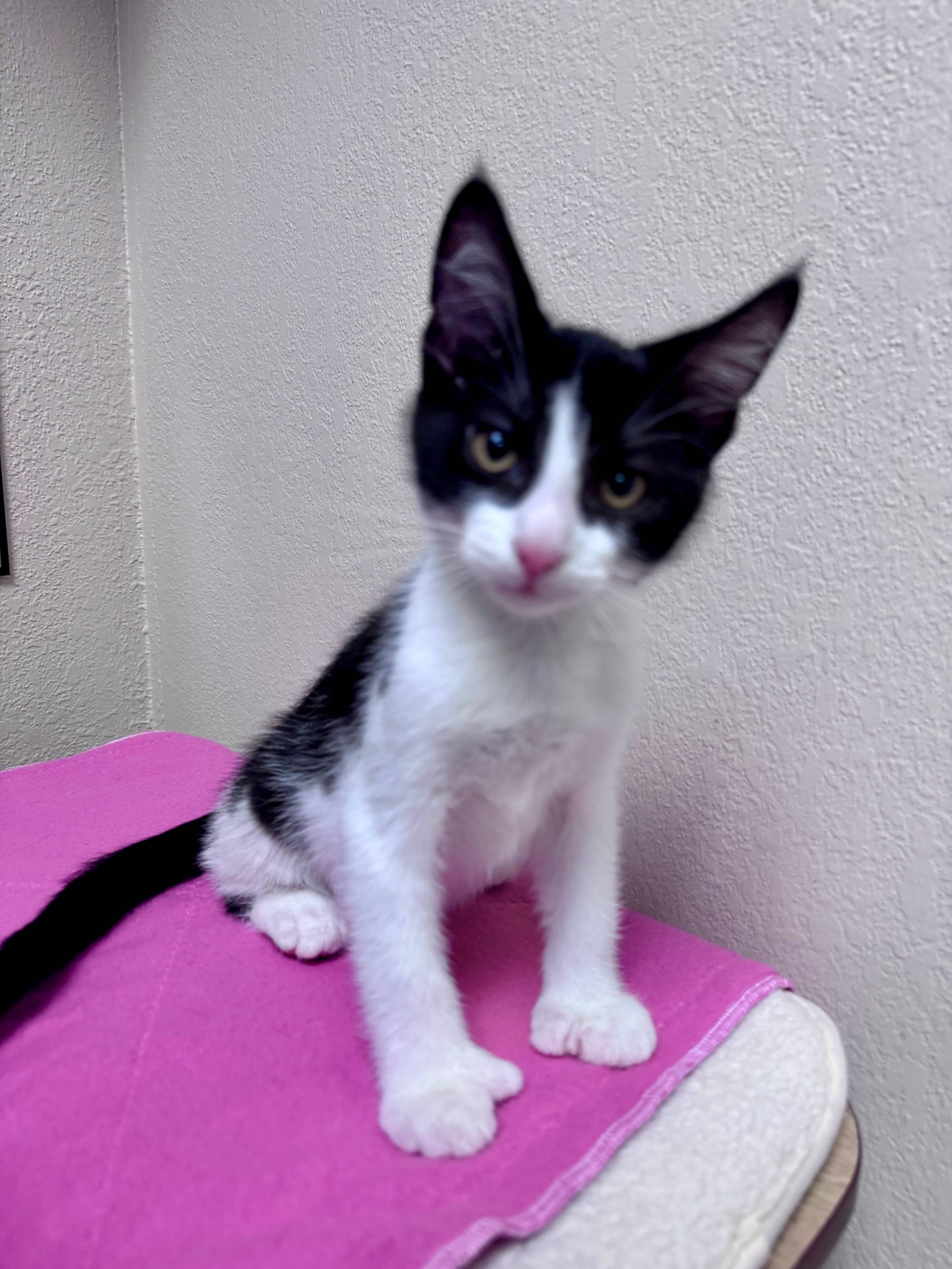 Uhtred - Domestic Short Hair cat available for adoption at Central Alberta Humane Society in Calgary