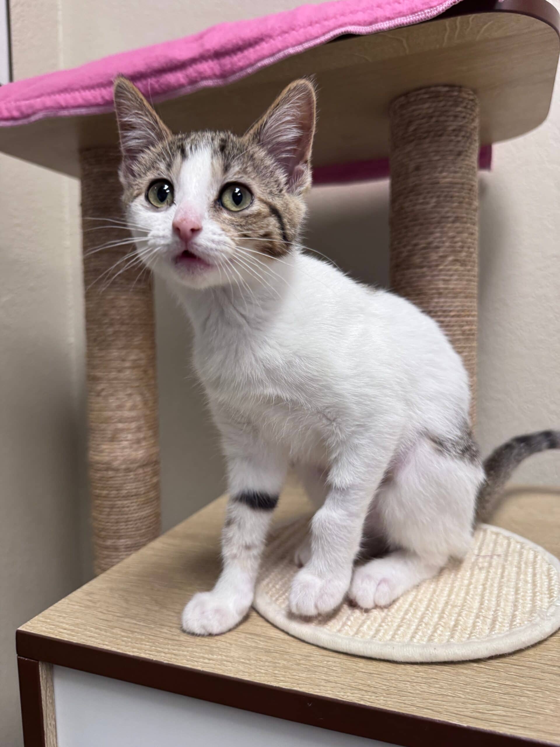 Regina - Domestic Short Hair cat available for adoption at Central Alberta Humane Society in Calgary