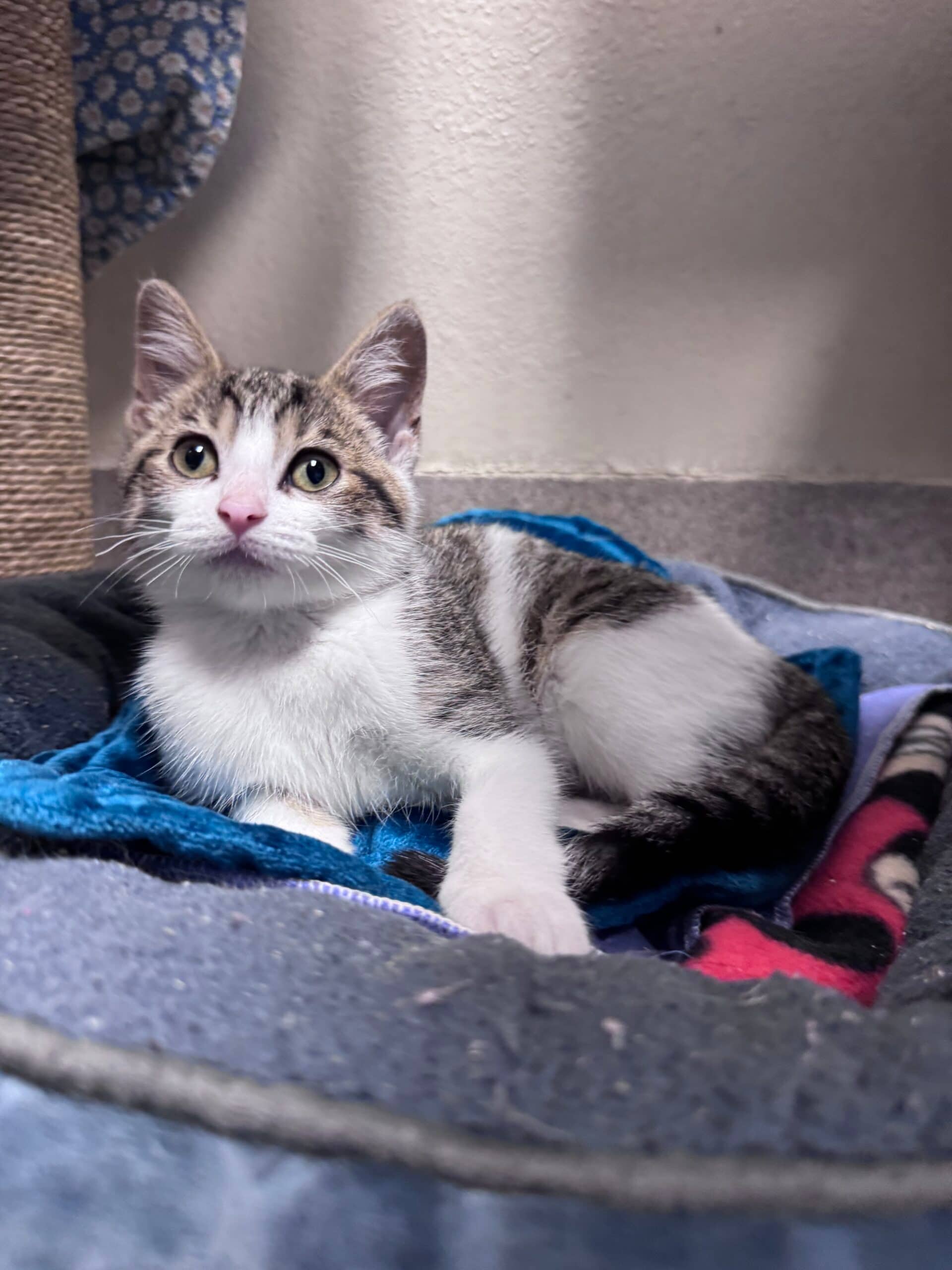 Cady - Domestic Short Hair cat available for adoption at Central Alberta Humane Society in Calgary