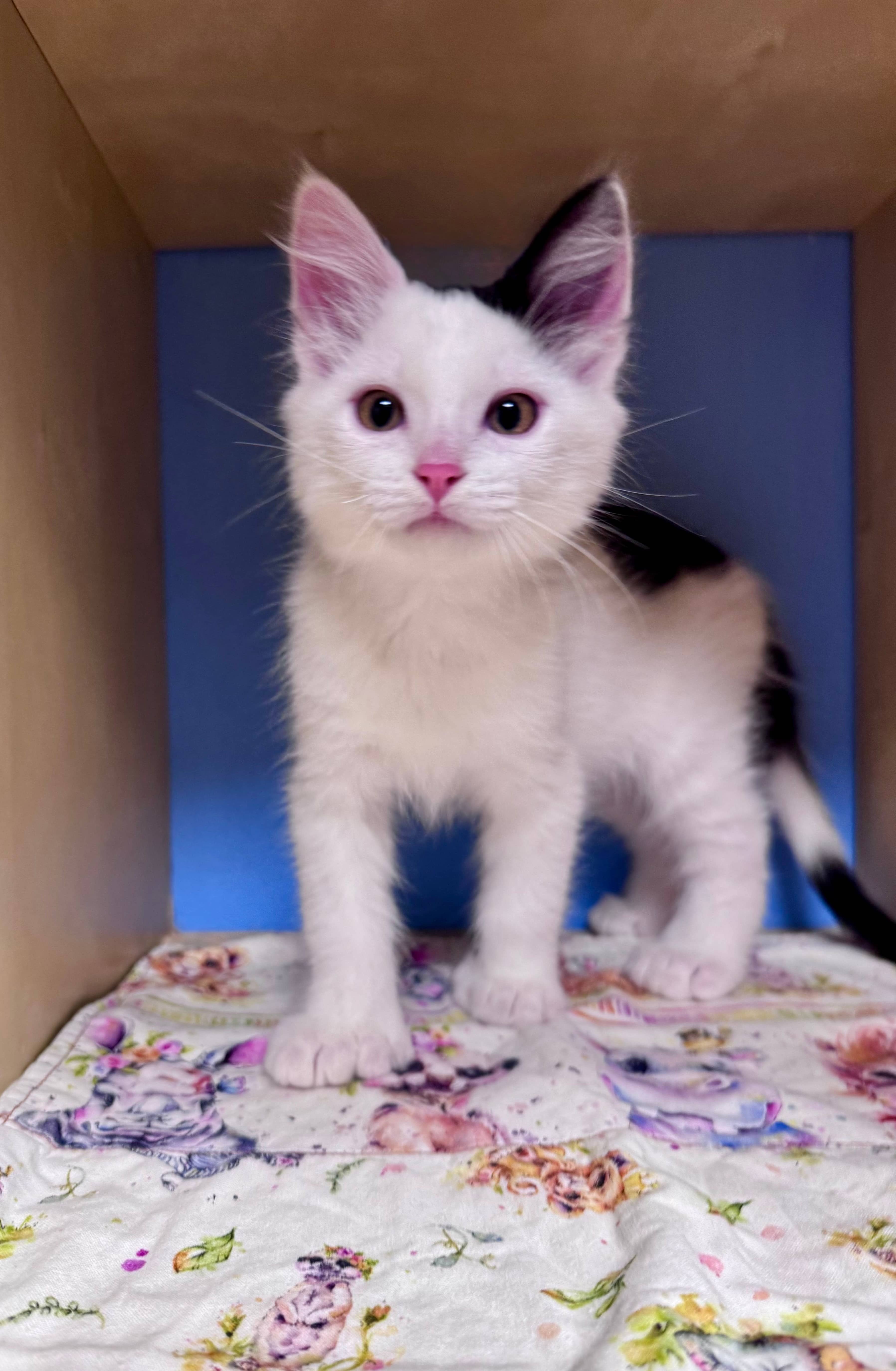 Ragnar - Domestic Short Hair available for adoption