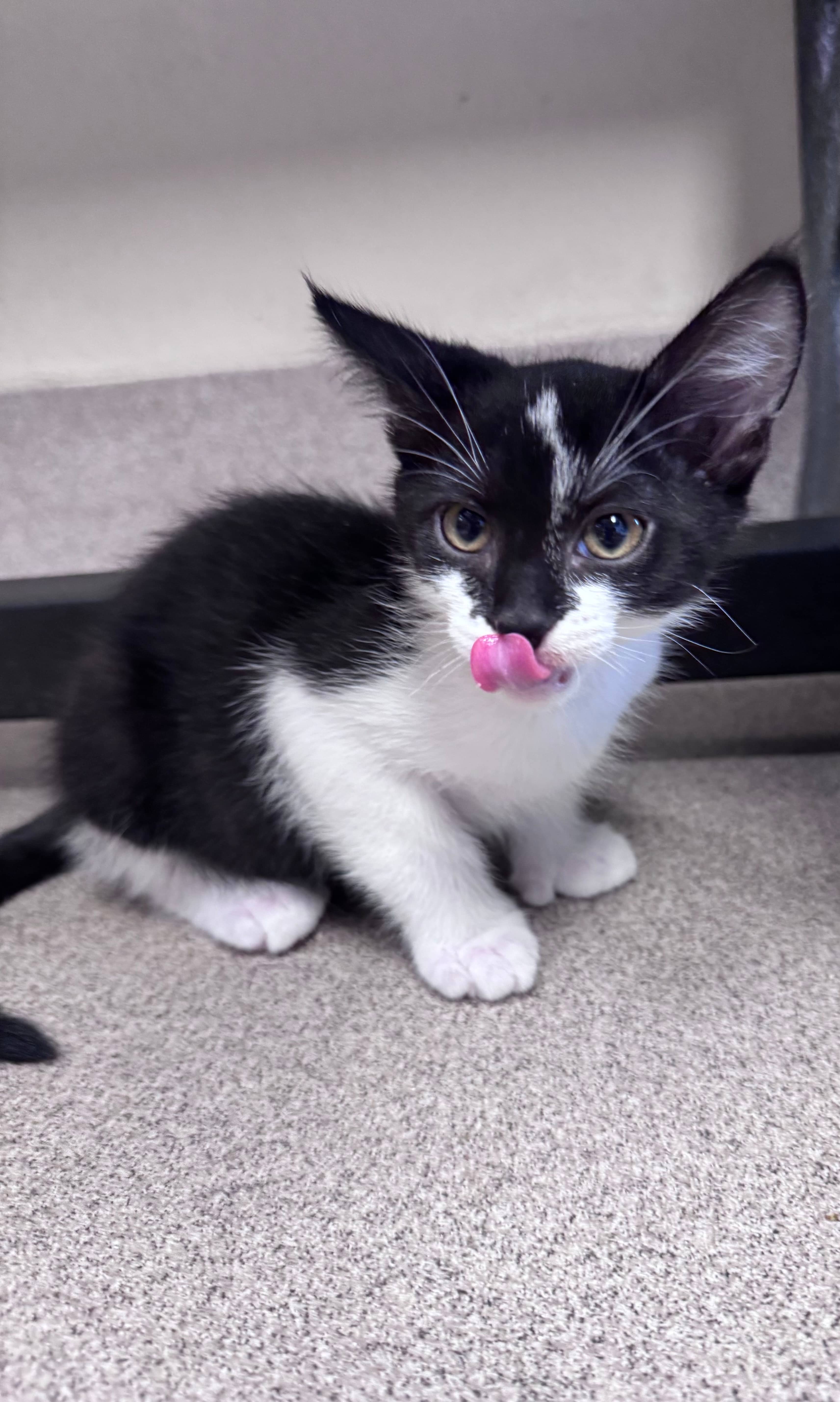 Finan - Domestic Short Hair available for adoption