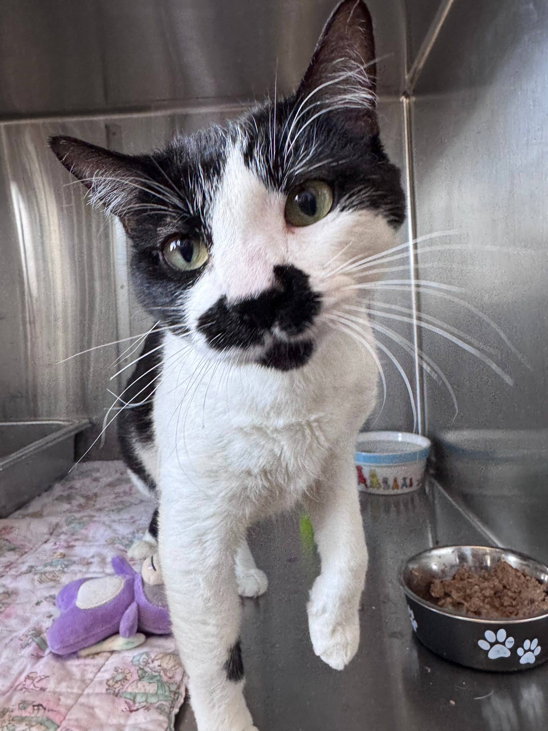 Onyx - Domestic Short Hair available for adoption