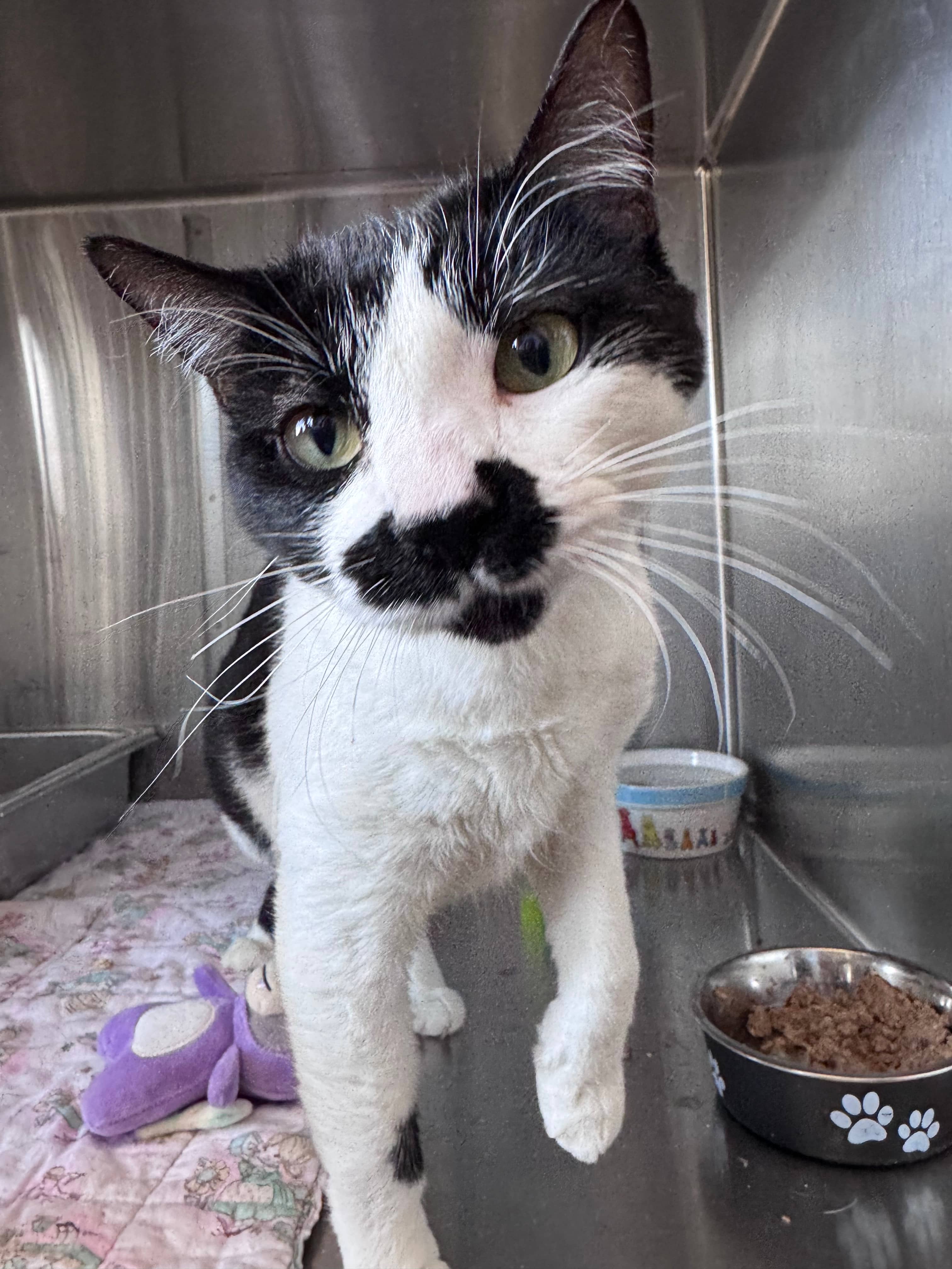 Onyx - Domestic Short Hair available for adoption