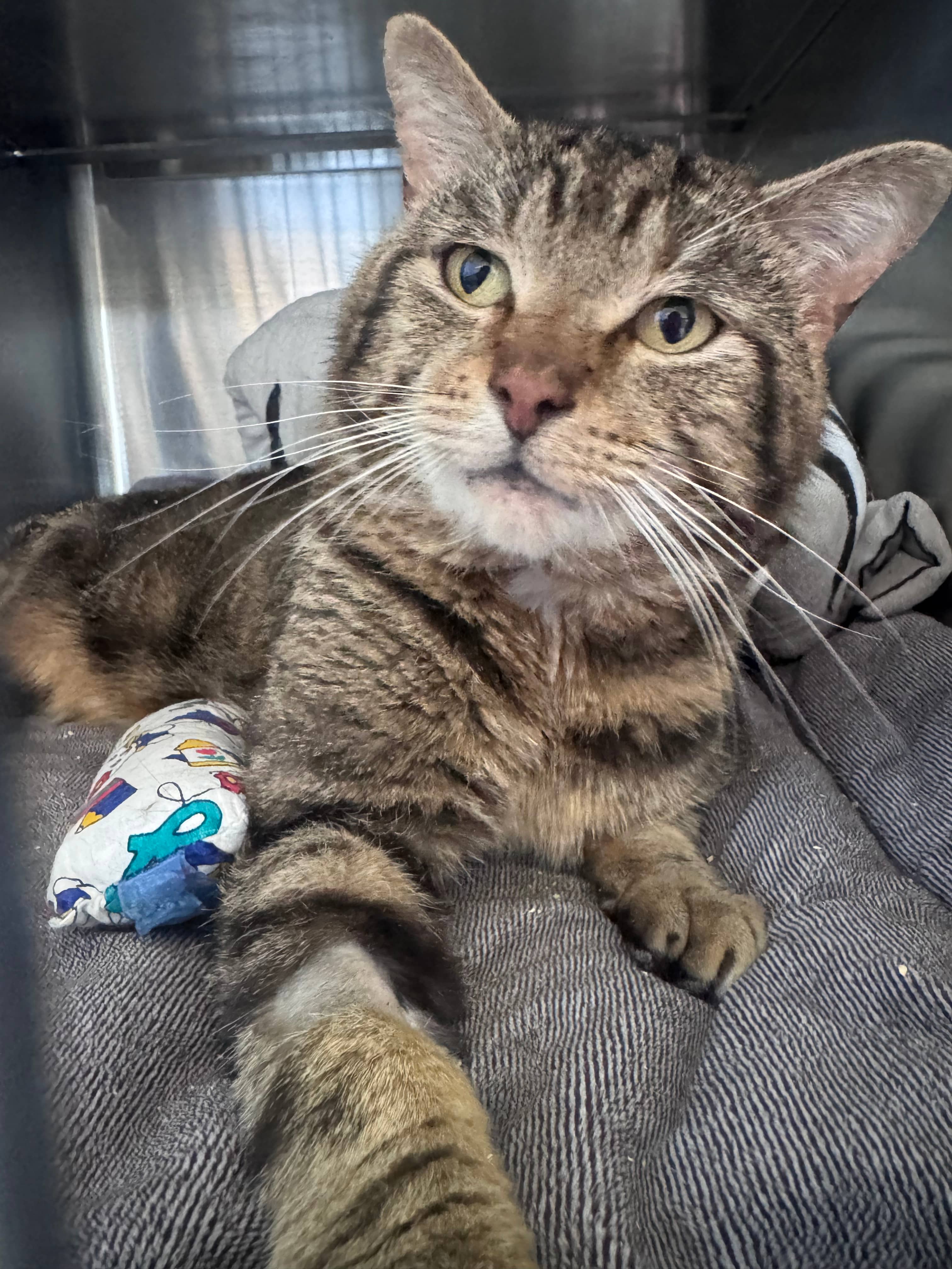Briar - Domestic Short Hair cat available for adoption in Alberta