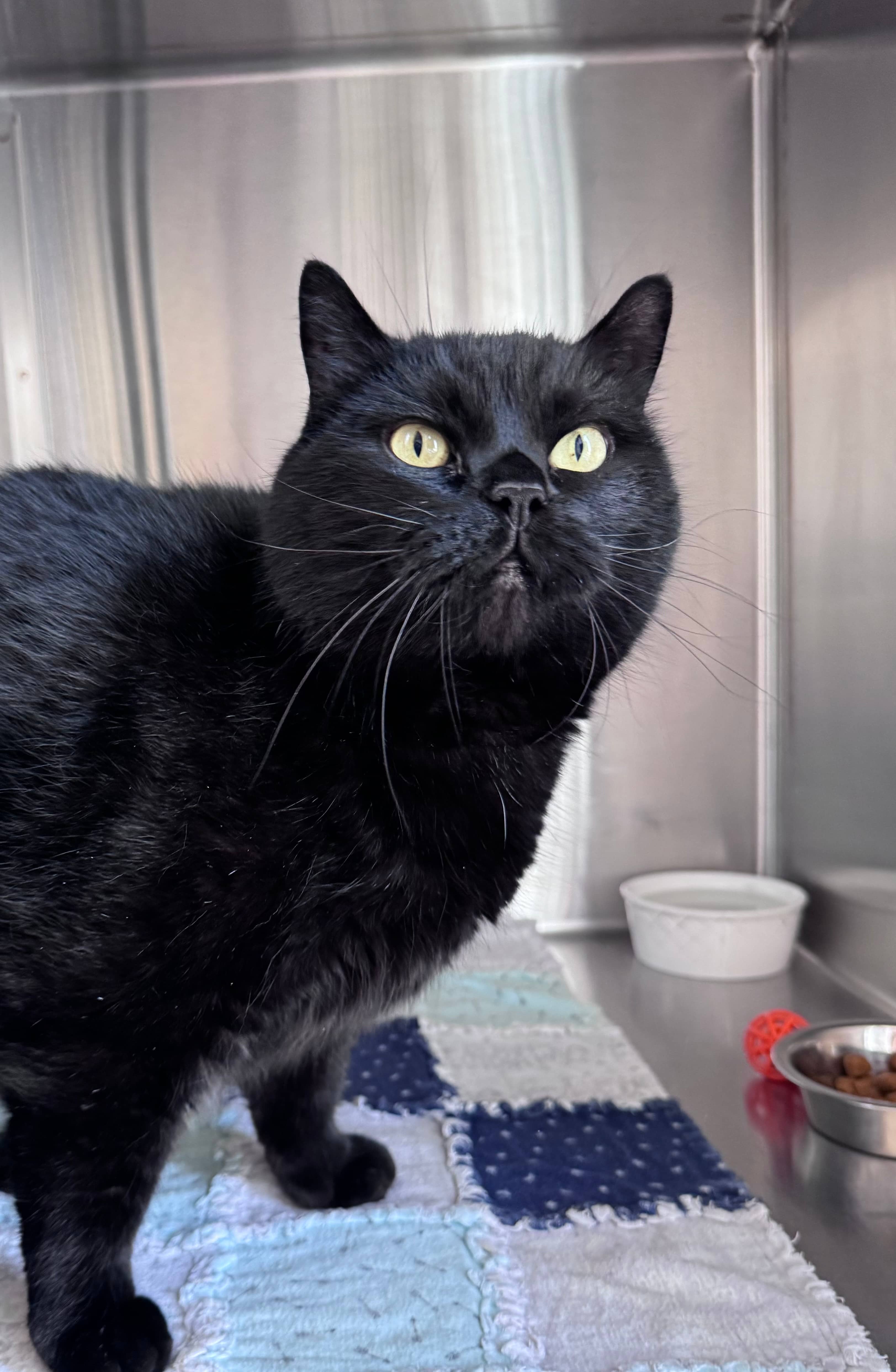 Talbot - Domestic Short Hair available for adoption