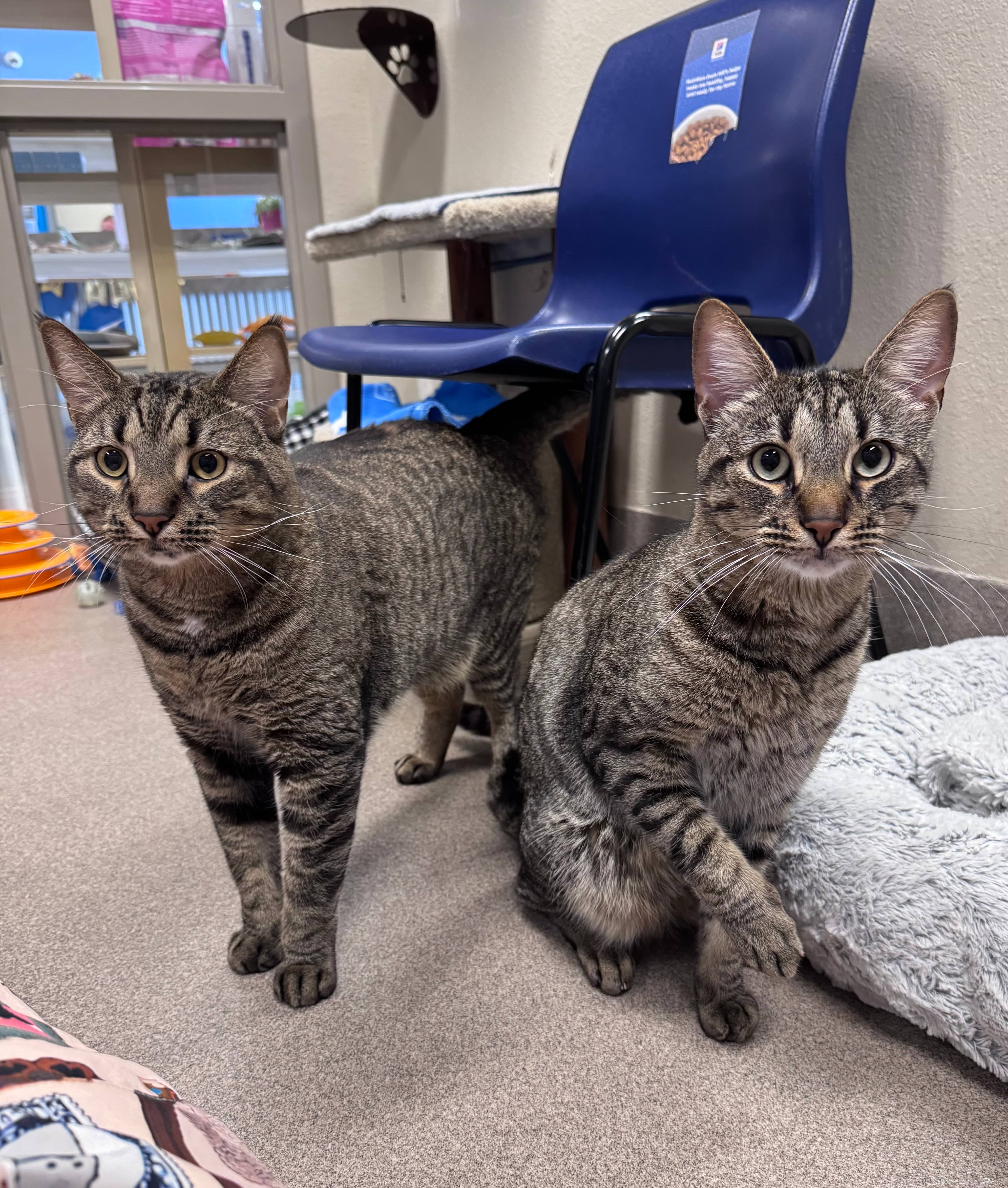 Tony and Ezekiel - Domestic Short Hair cat available for adoption at Central Alberta Humane Society in Calgary