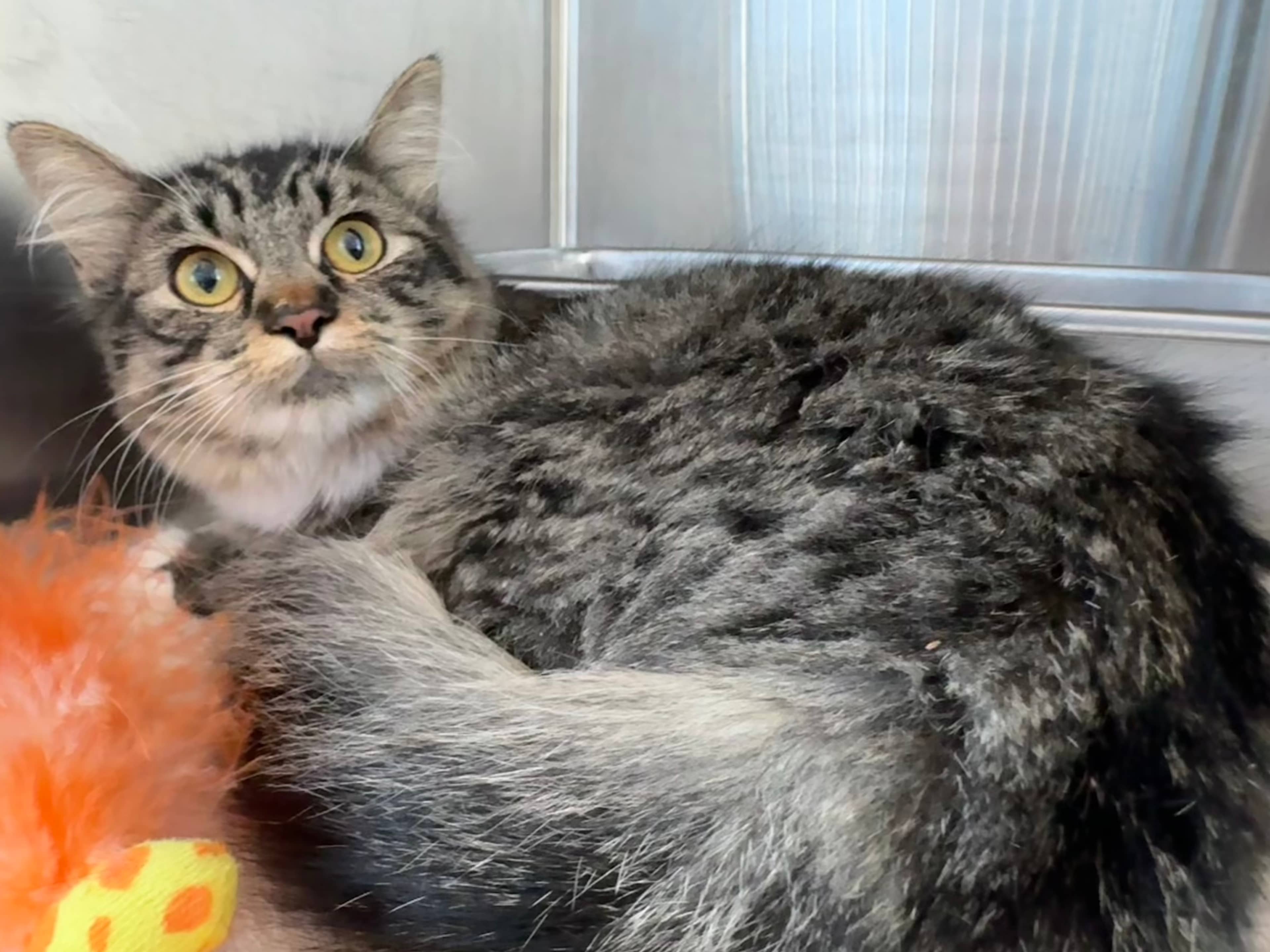 Stevie - Domestic Medium Hair available for adoption