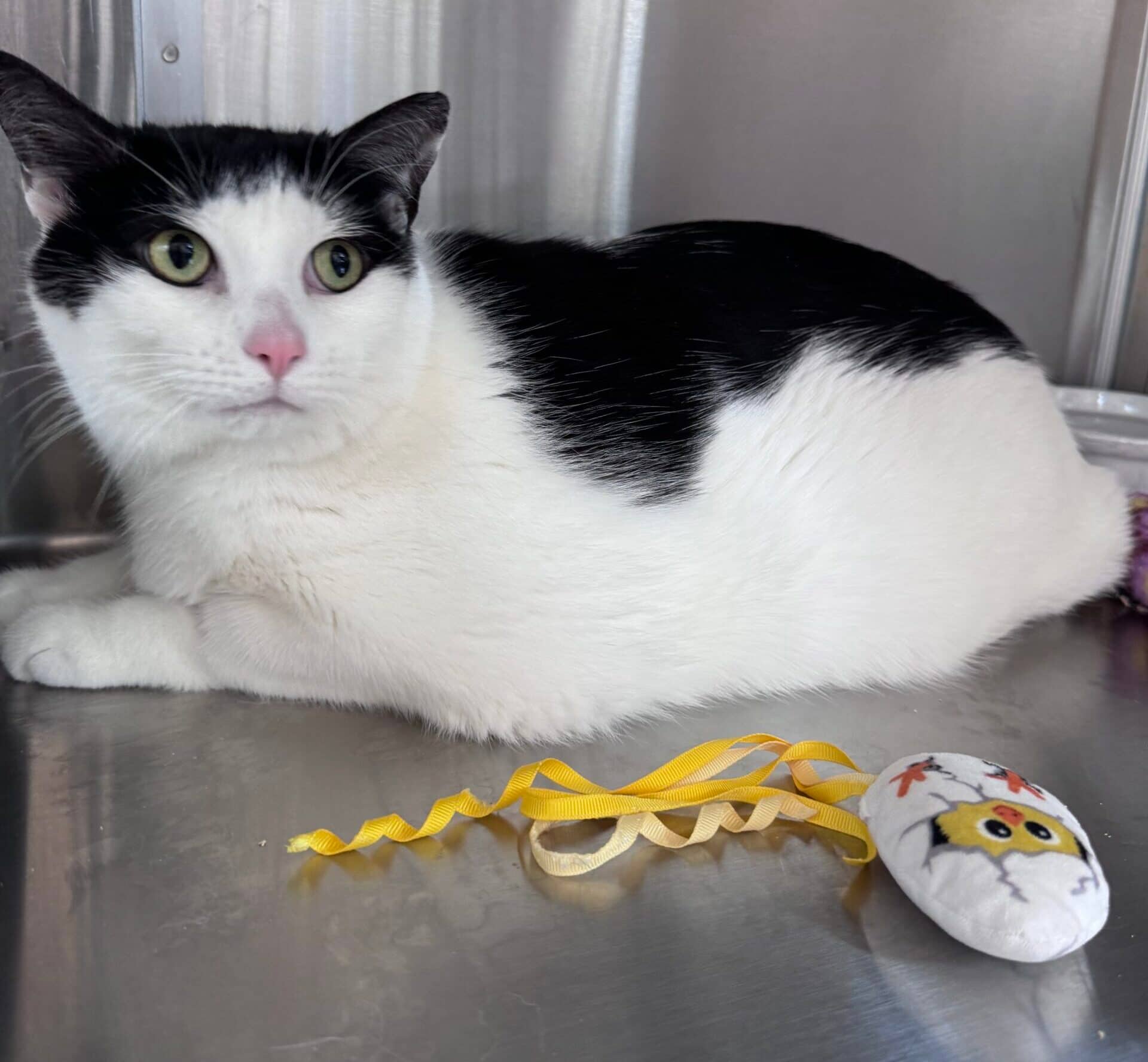 Taco - Domestic Short Hair cat available for adoption at Central Alberta Humane Society in Calgary