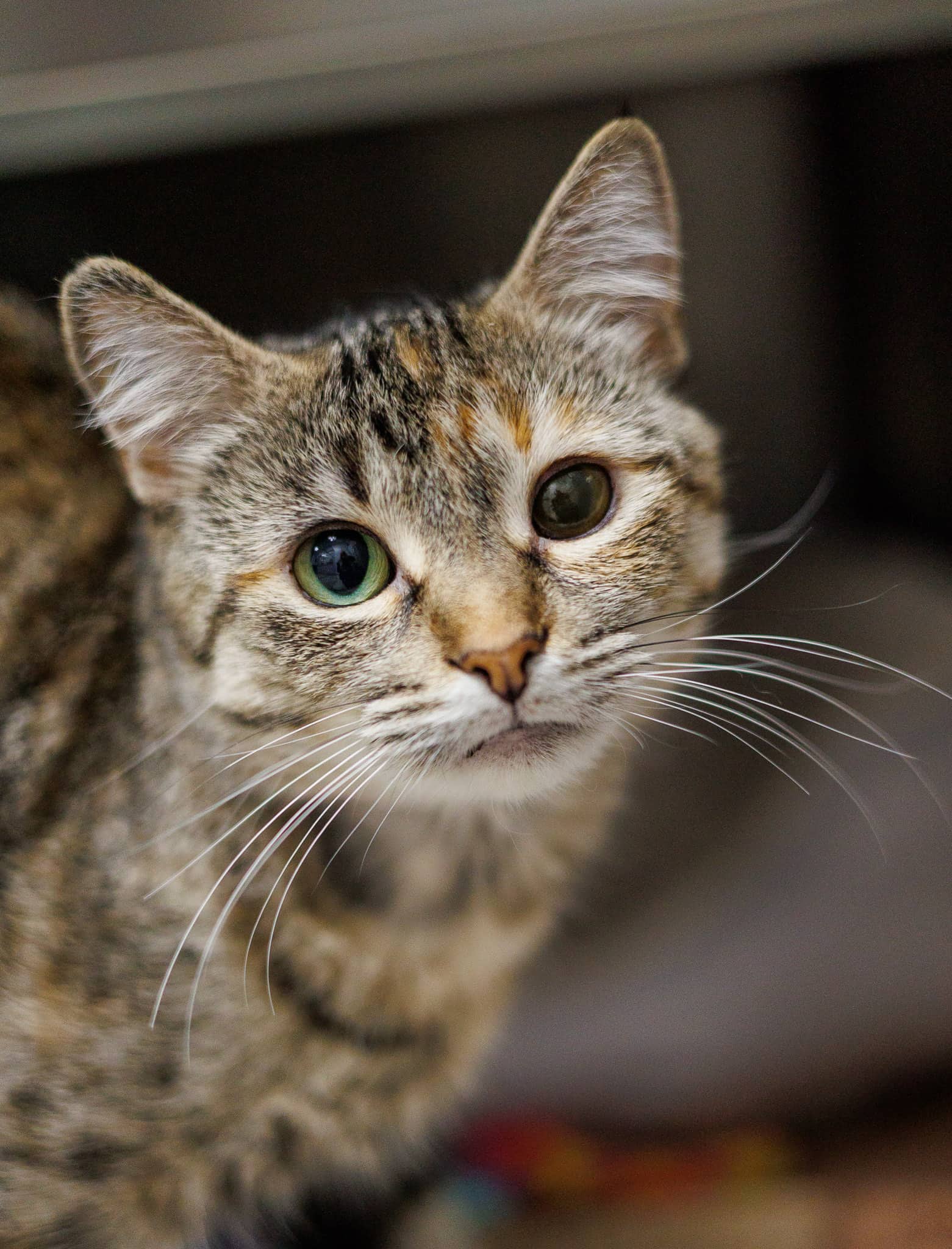 Wink - Domestic Short Hair available for adoption