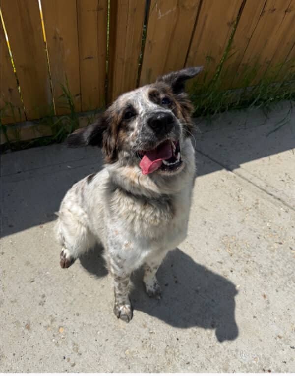 Shore - Blue Heeler X available for adoption