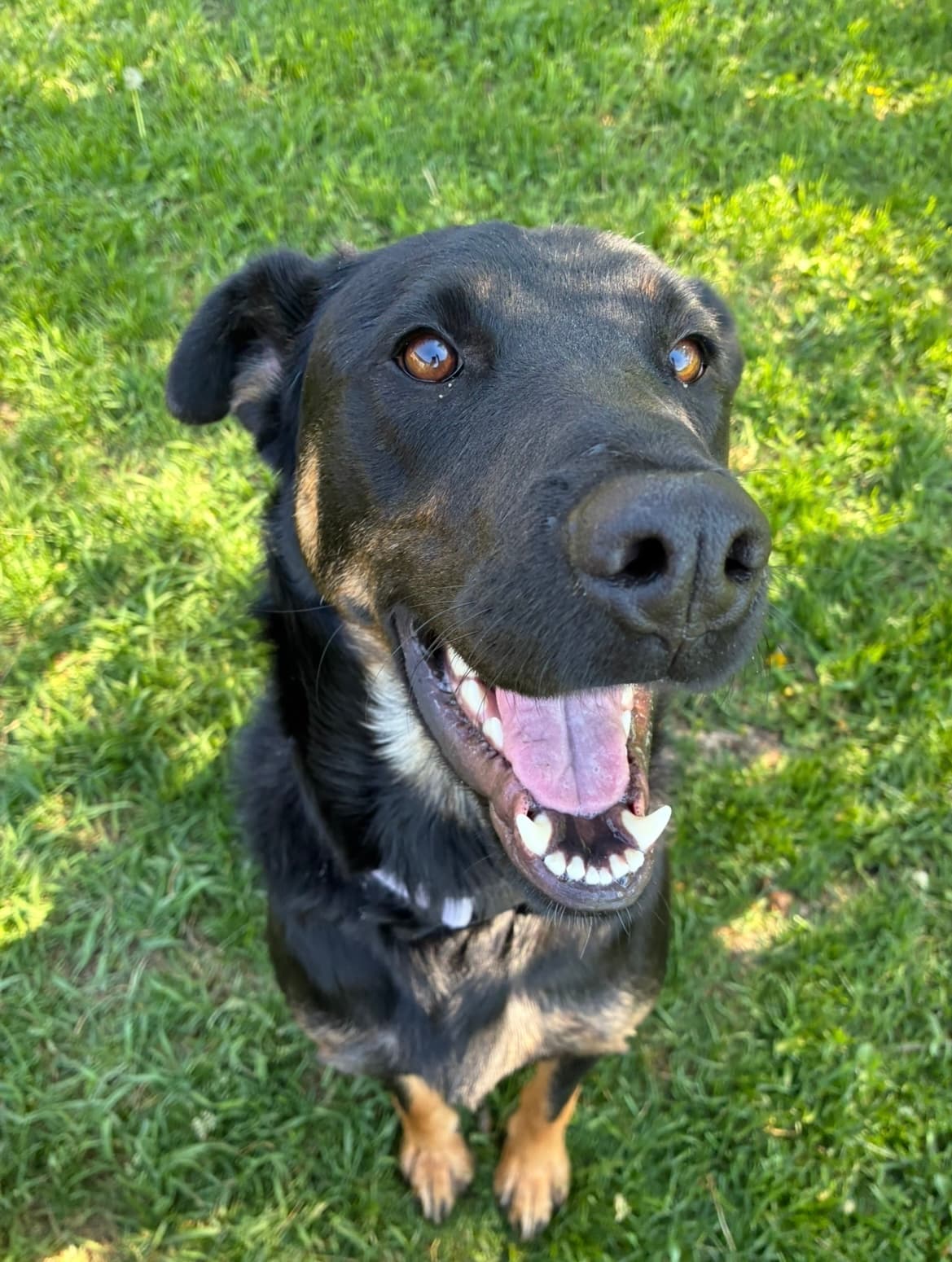 Winter - Shepherd Cross available for adoption at Central Alberta Humane Society in Calgary