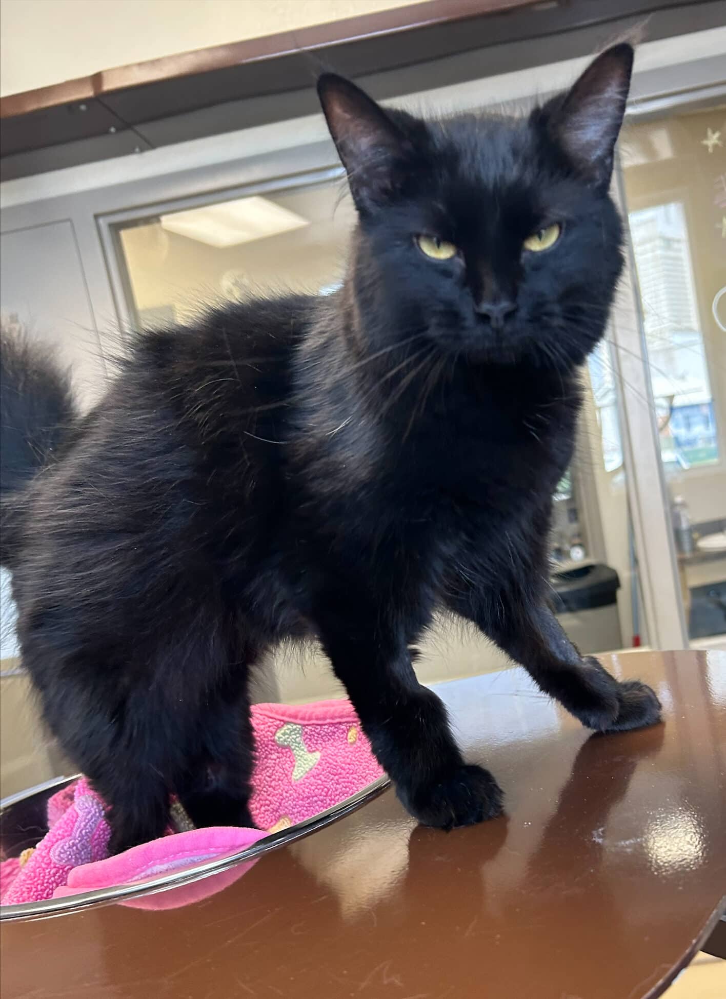 Raven - Domestic Short Hair cat available for adoption at Central Alberta Humane Society in Calgary