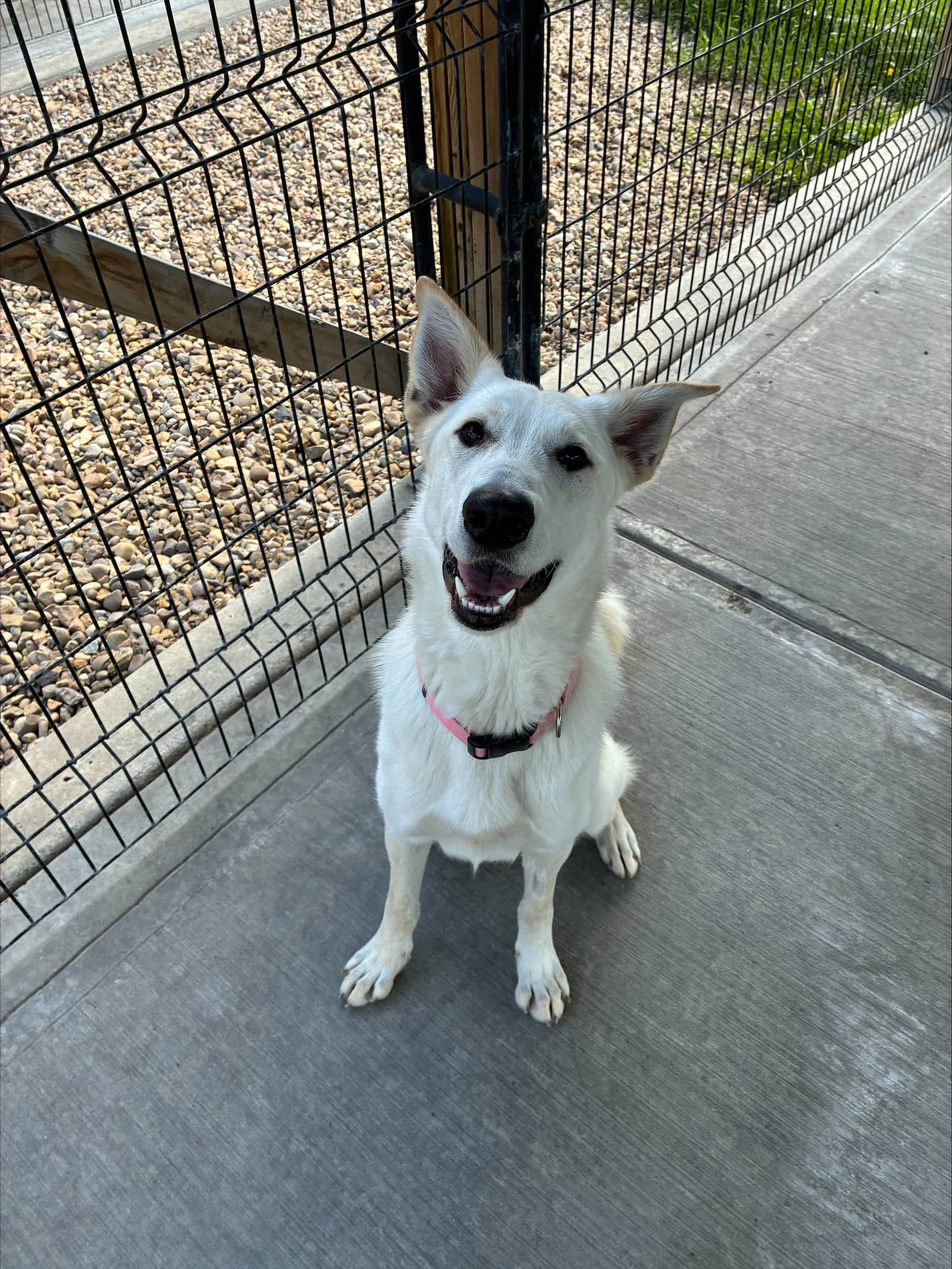 Mystic - Shephard available for adoption
