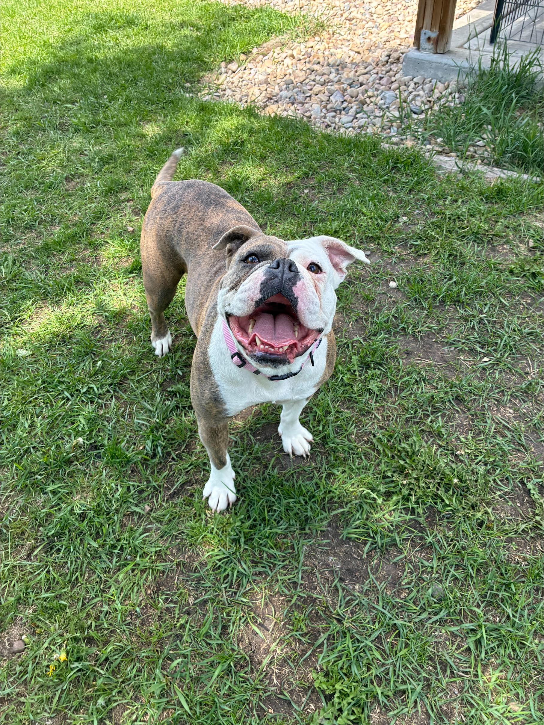 Daisy - British Bulldog available for adoption