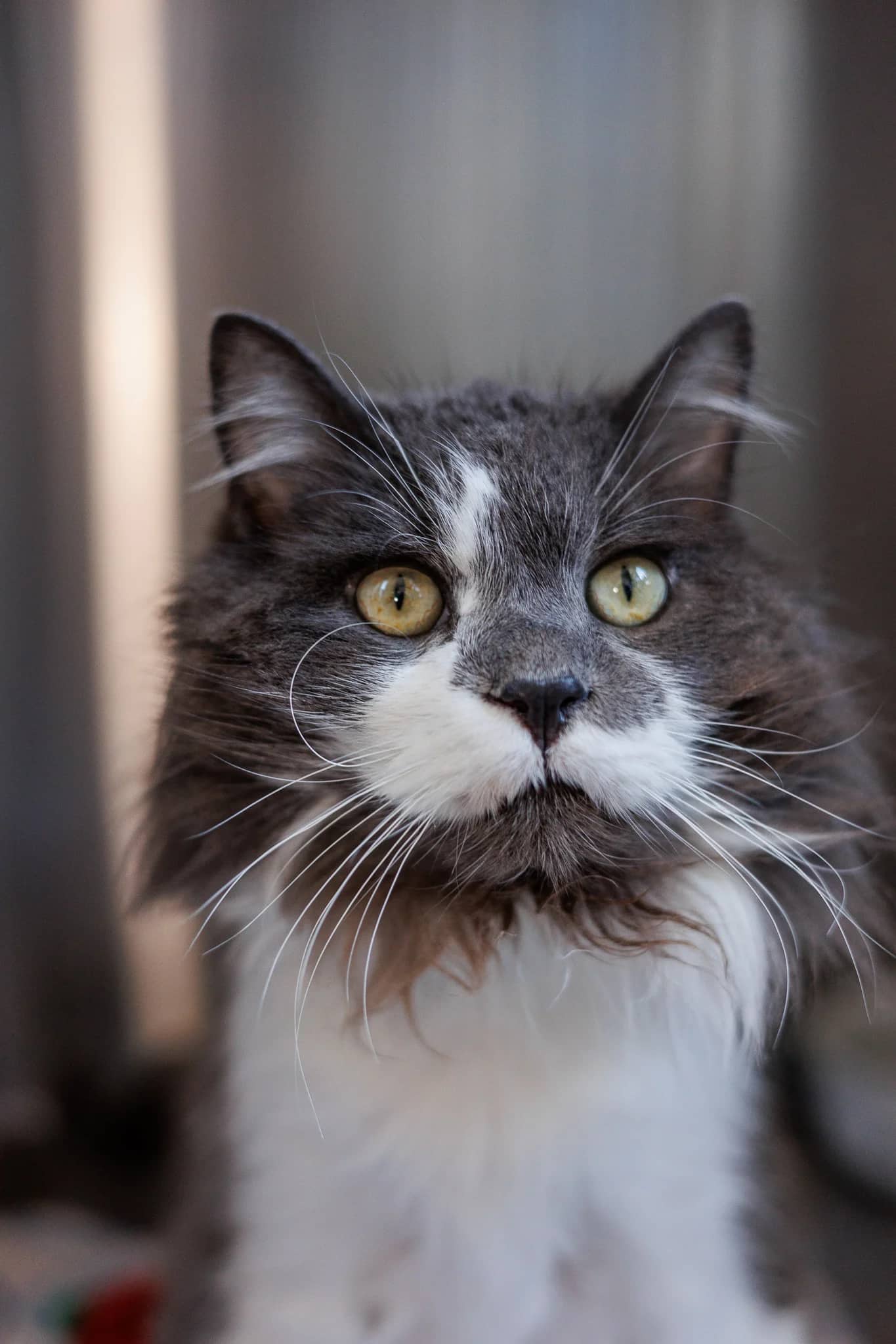 Elvis - Domestic Long Hair cat available for adoption at Central Alberta Humane Society in Red Deer