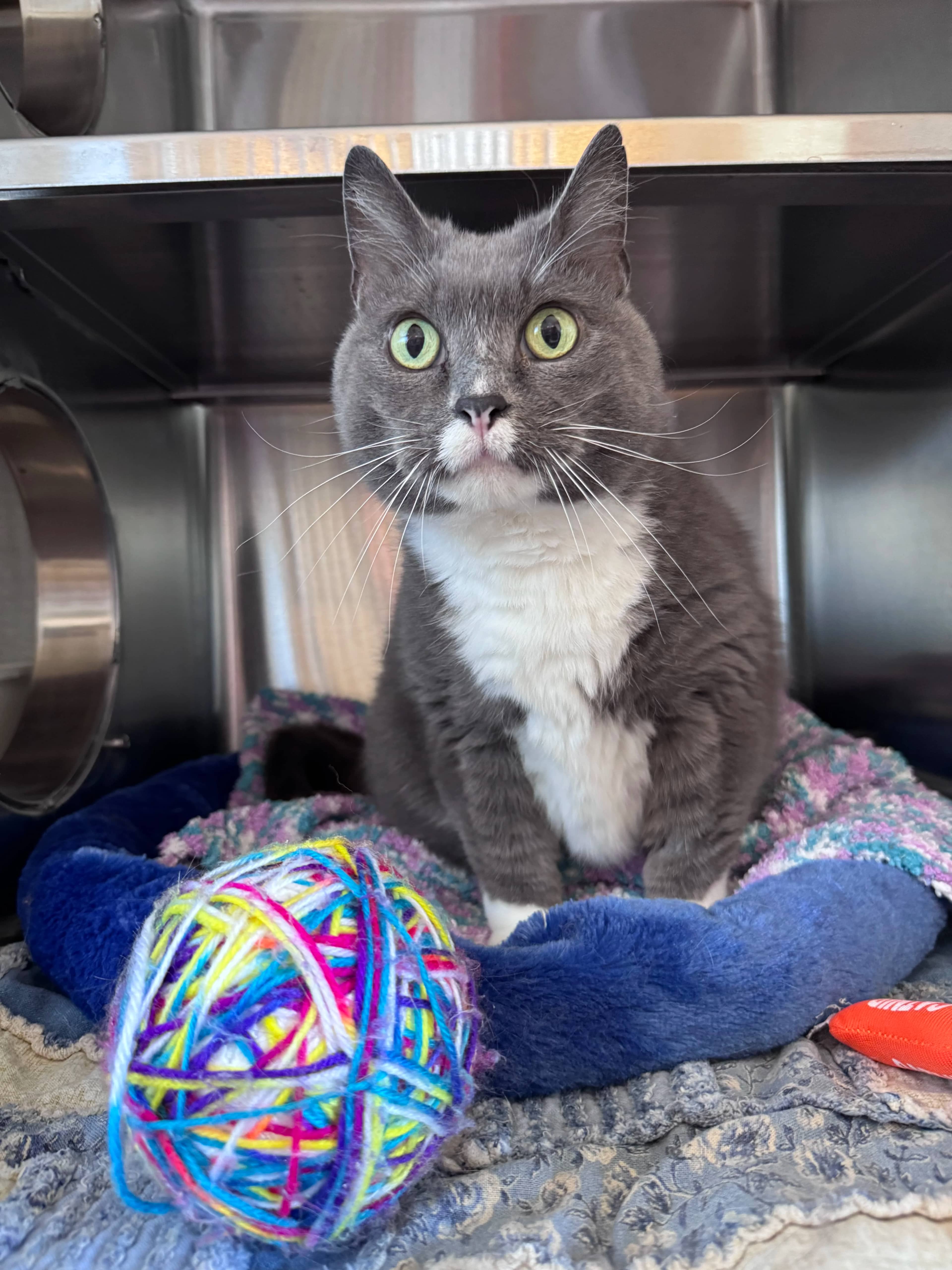 Penelope - Domestic Short Hair cat available for adoption at Central Alberta Humane Society in Red Deer