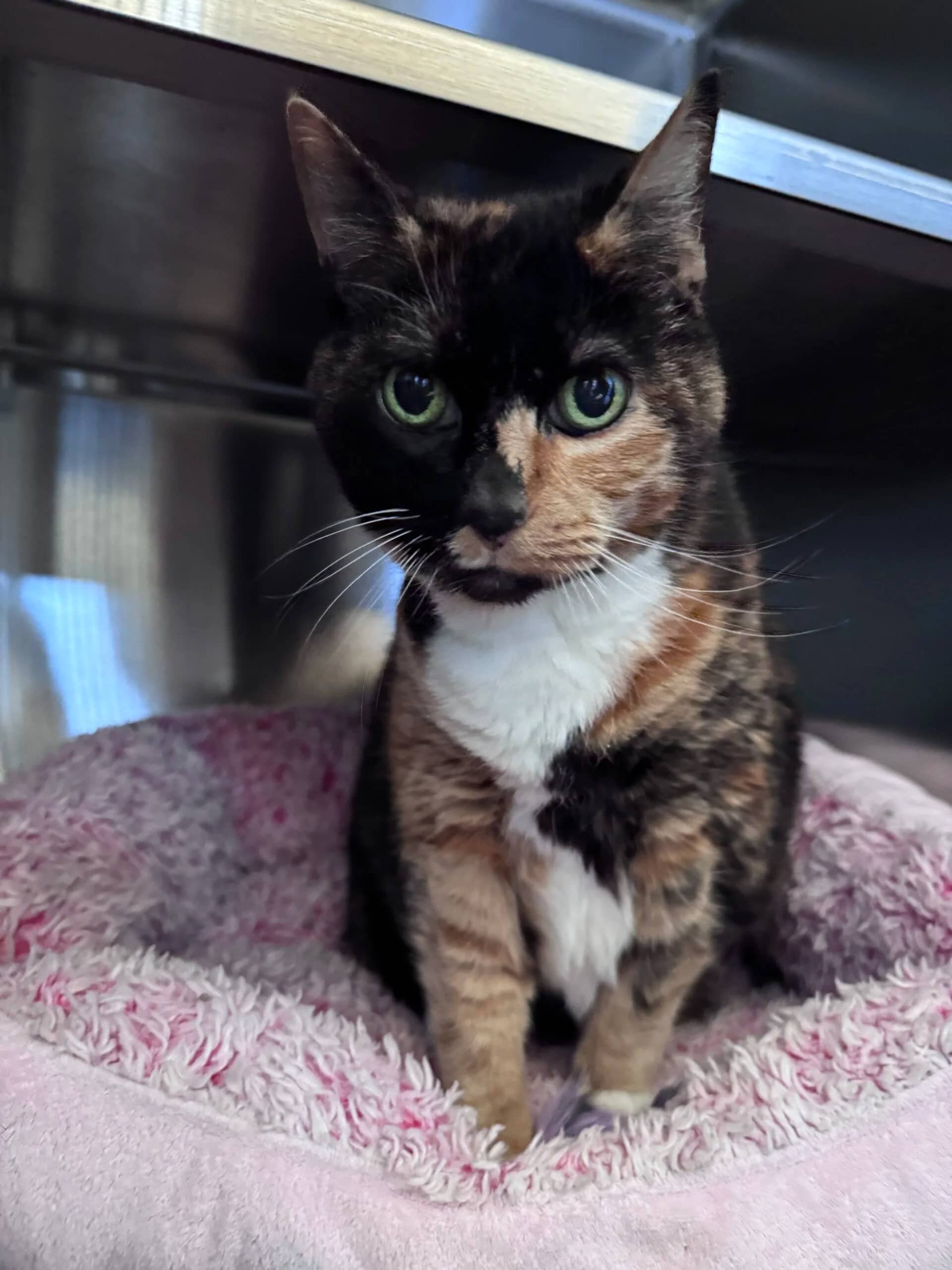 Molly - Domestic Short Hair available for adoption