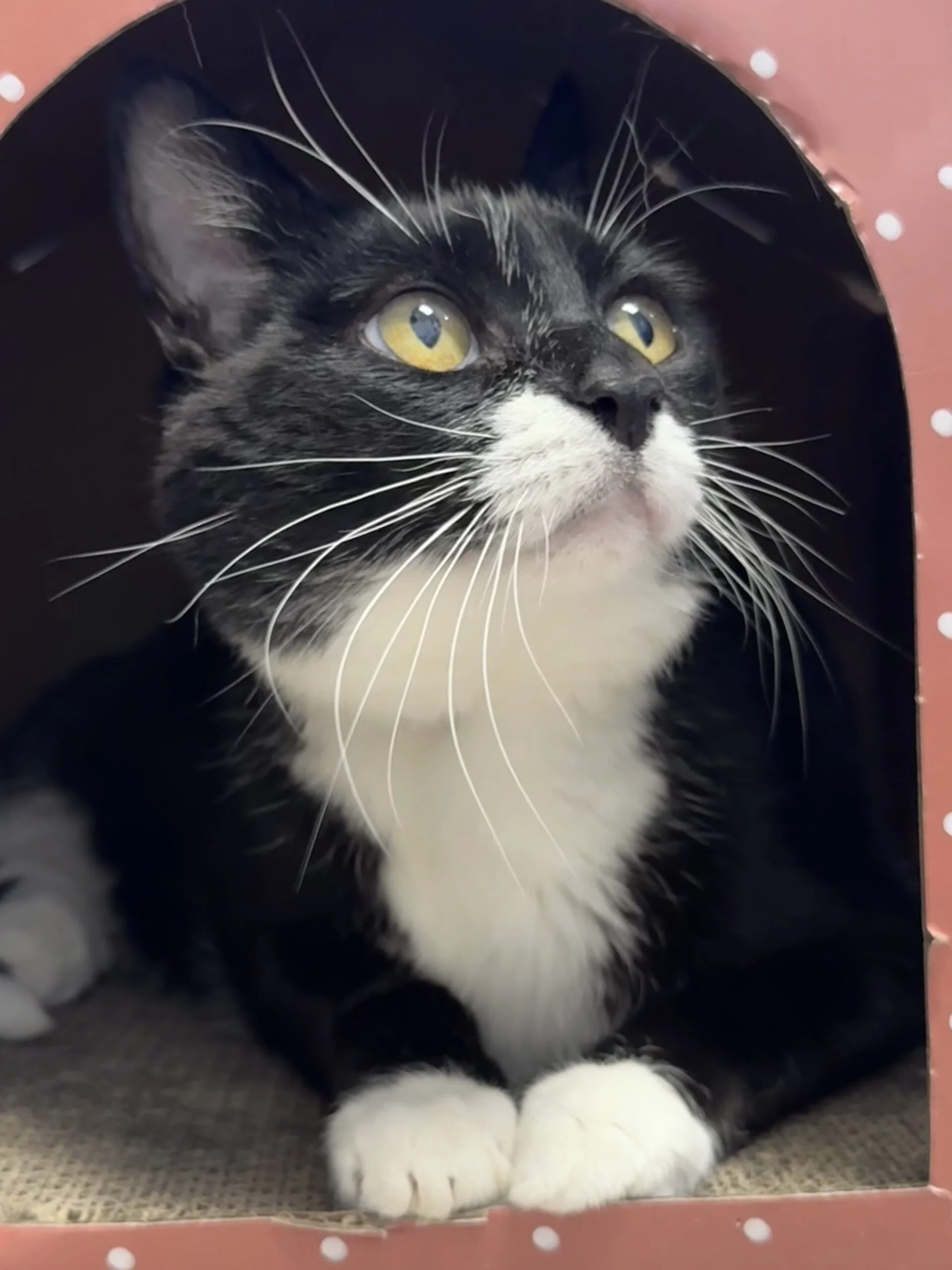 Butler - Domestic SHort Hair available for adoption
