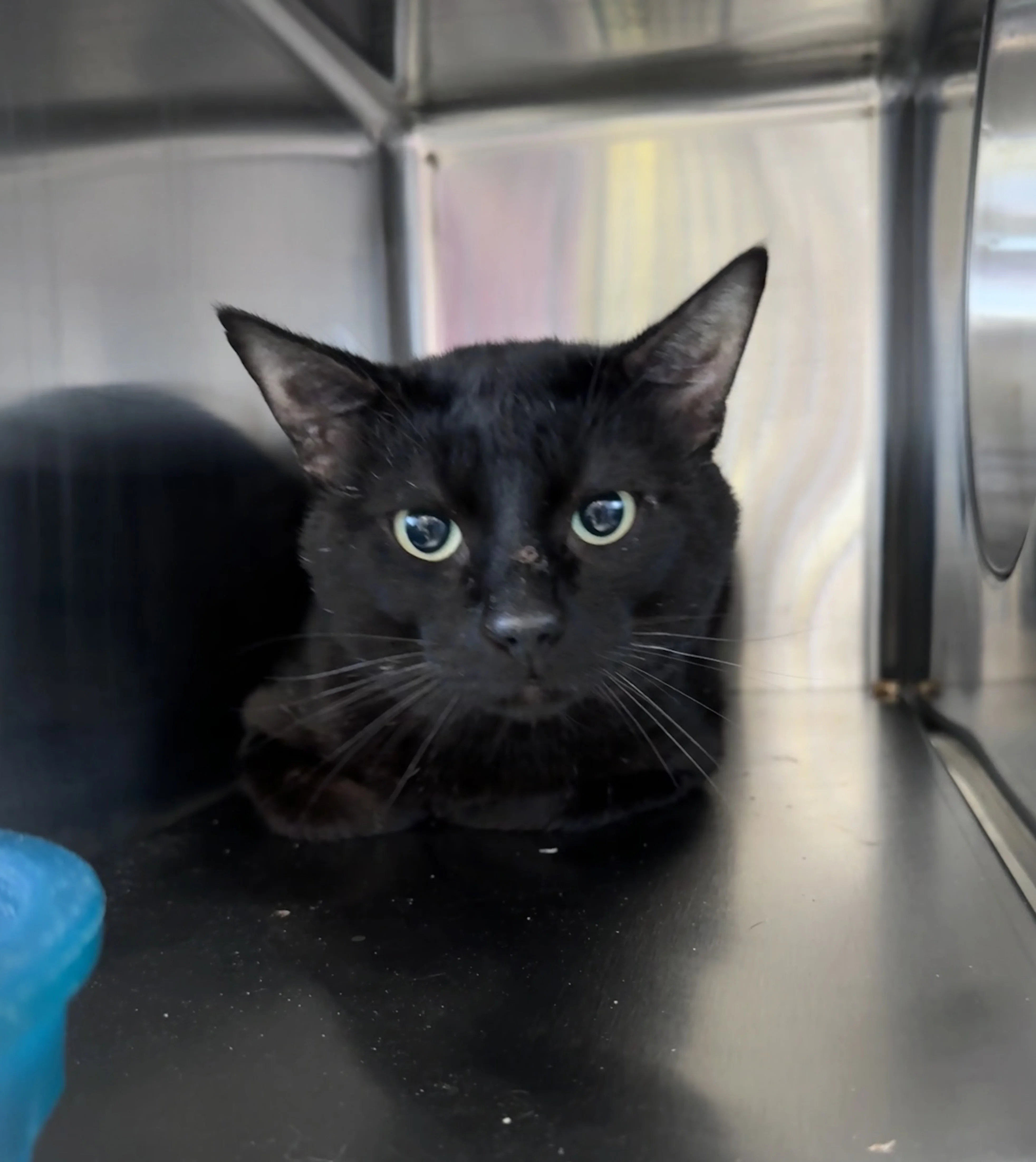 Arthur Fleck - Domestic Short Hair cat available for adoption at Central Alberta Humane Society in Red Deer
